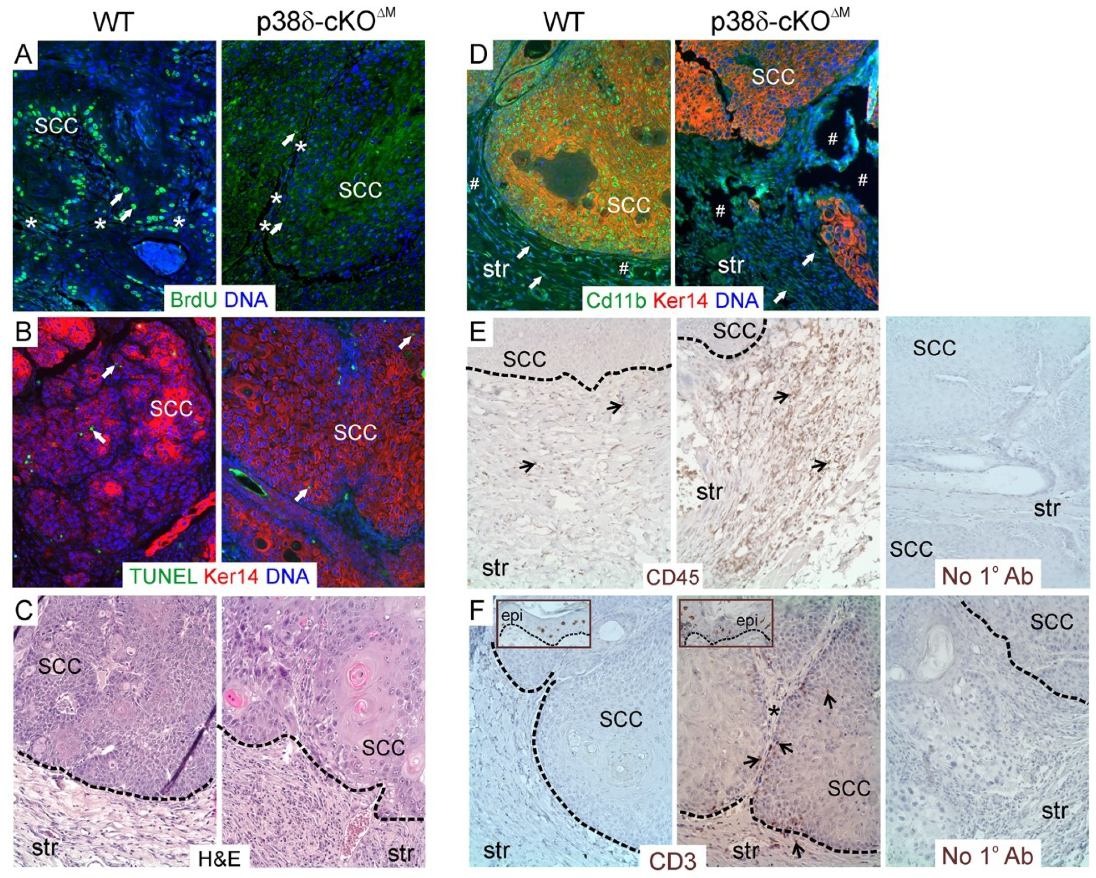 Ijms 20 01532 g004 Ijms 20 01532 g004