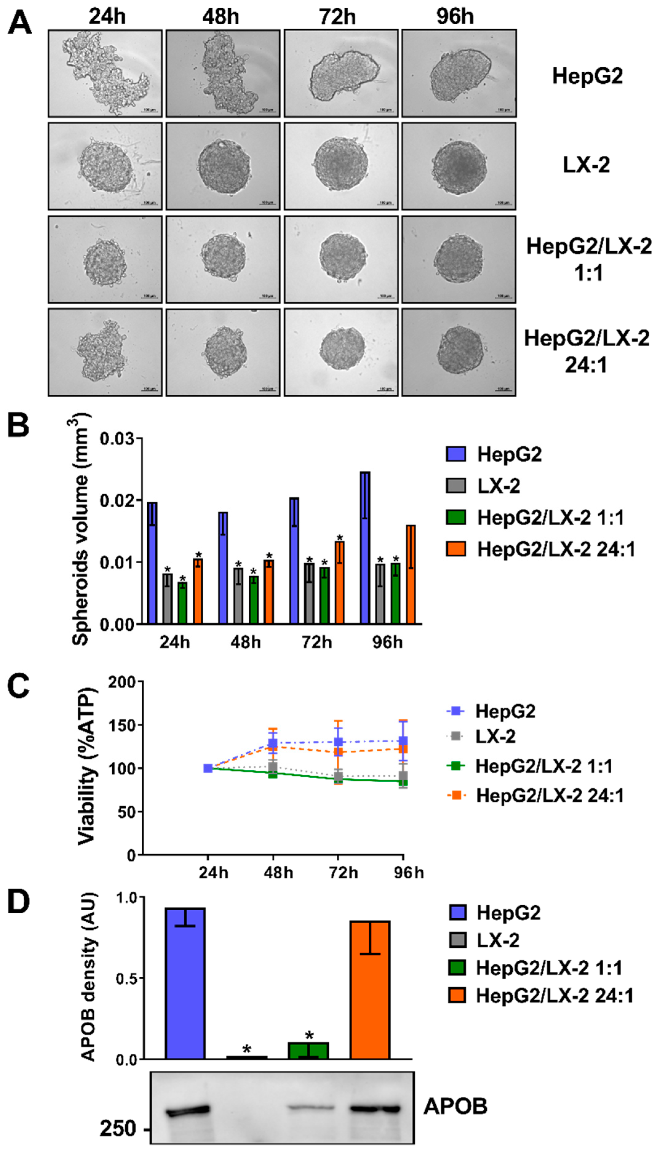 A human multi-lineage hepatic organoid model for liver fibrosis