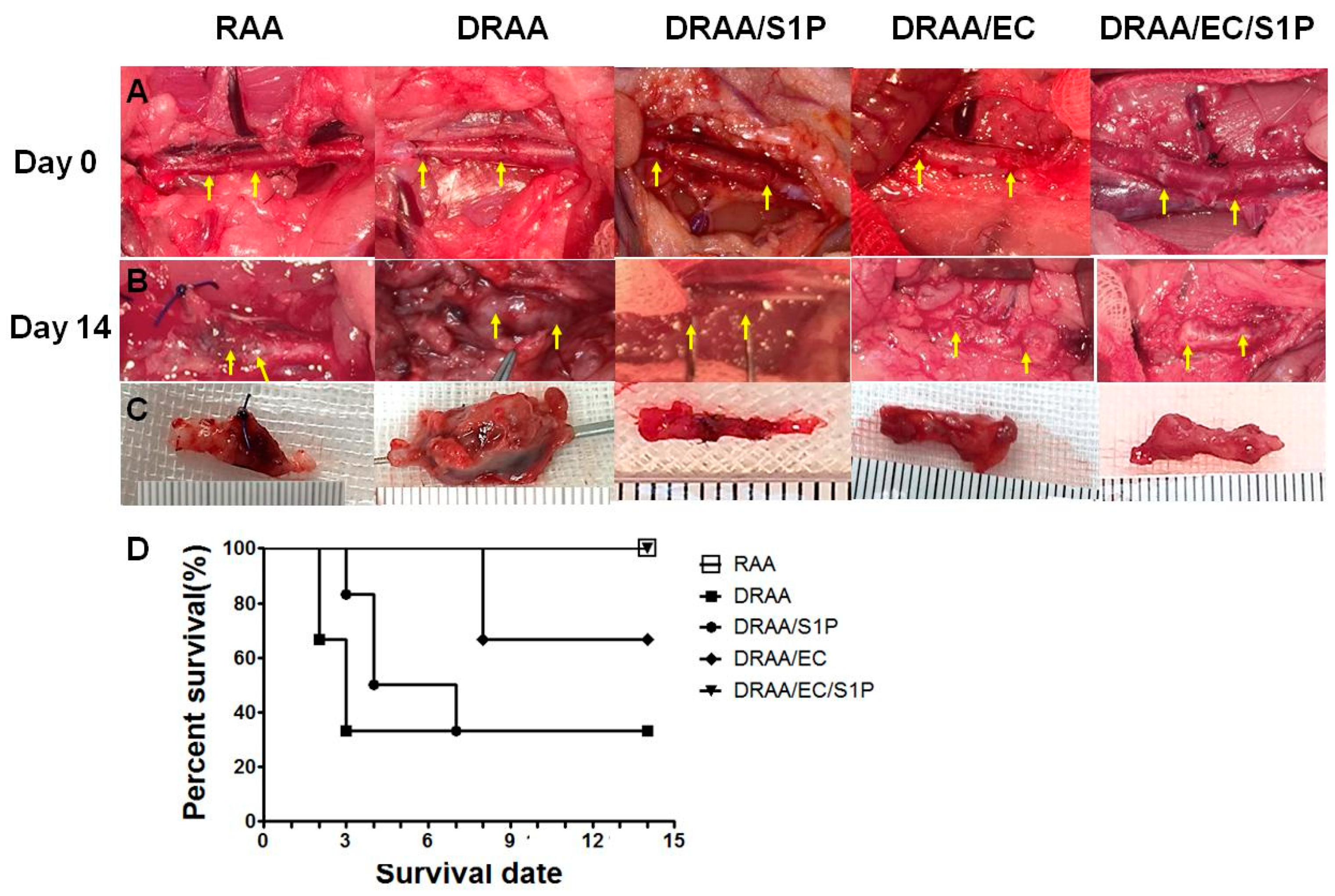 Ijms 20 01641 g004 Ijms 20 01641 g004