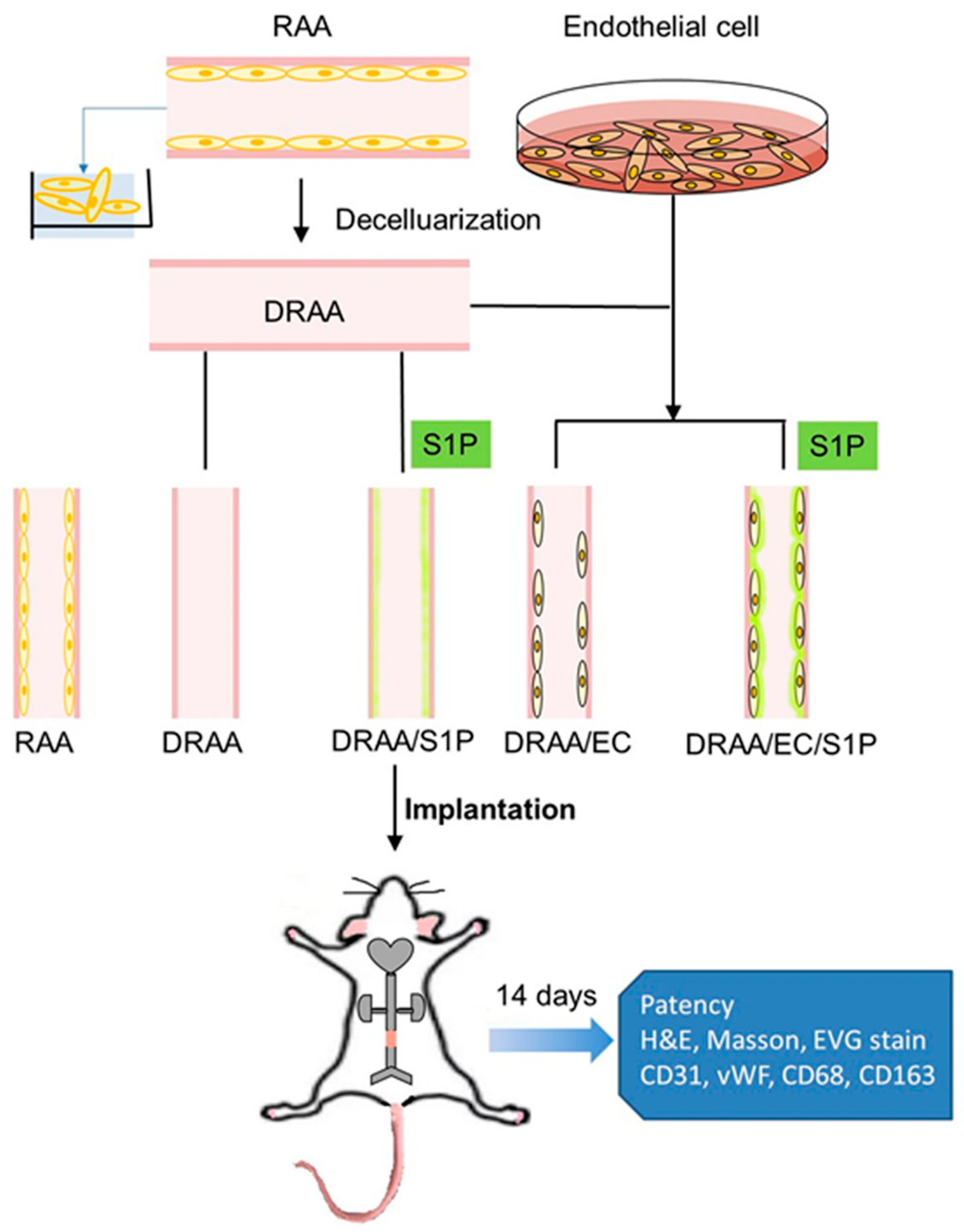 Ijms 20 01641 g007 Ijms 20 01641 g007