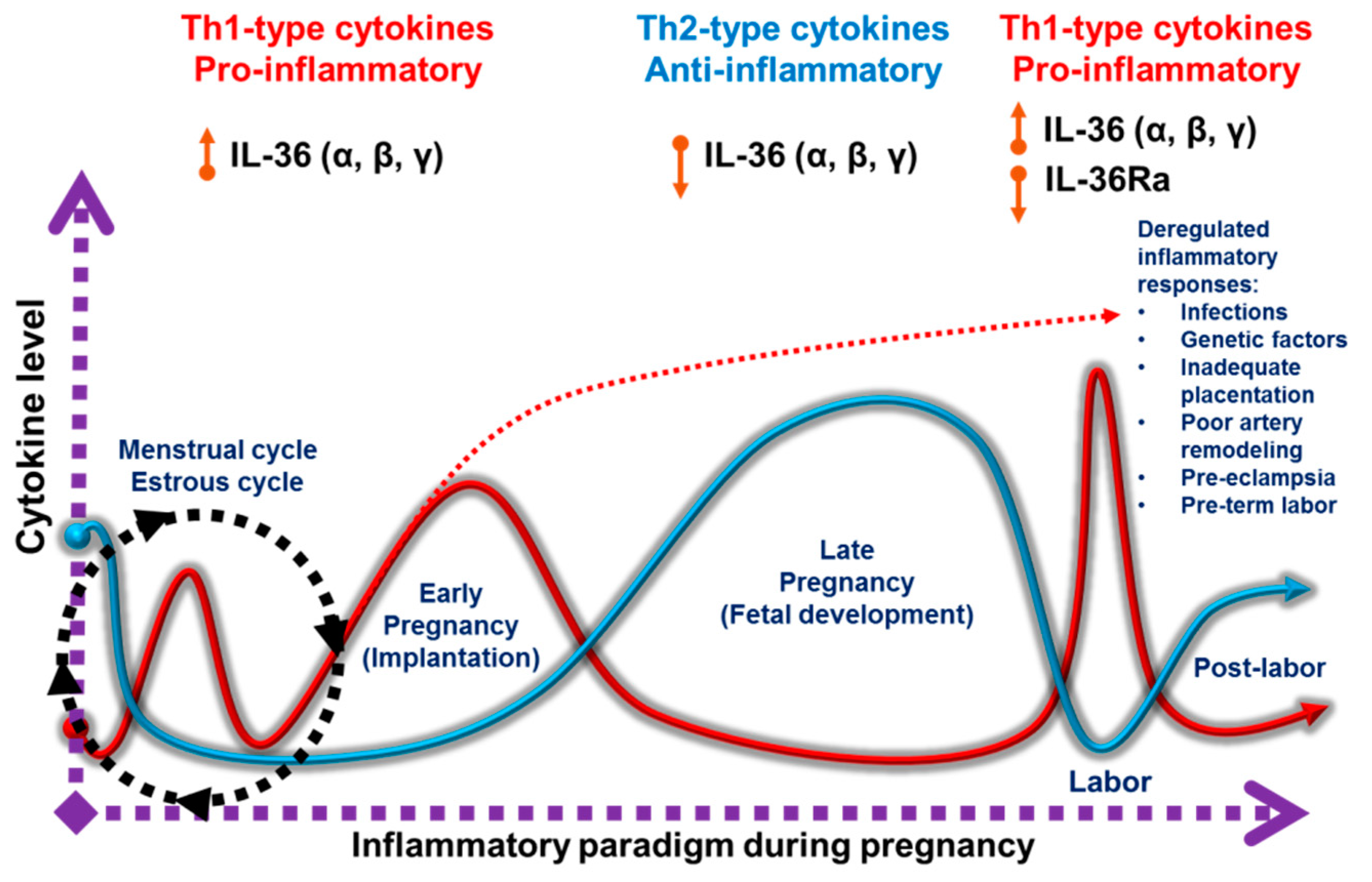 Ijms Free Full Text Il 36 Cytokines Regulators Of Inflammatory