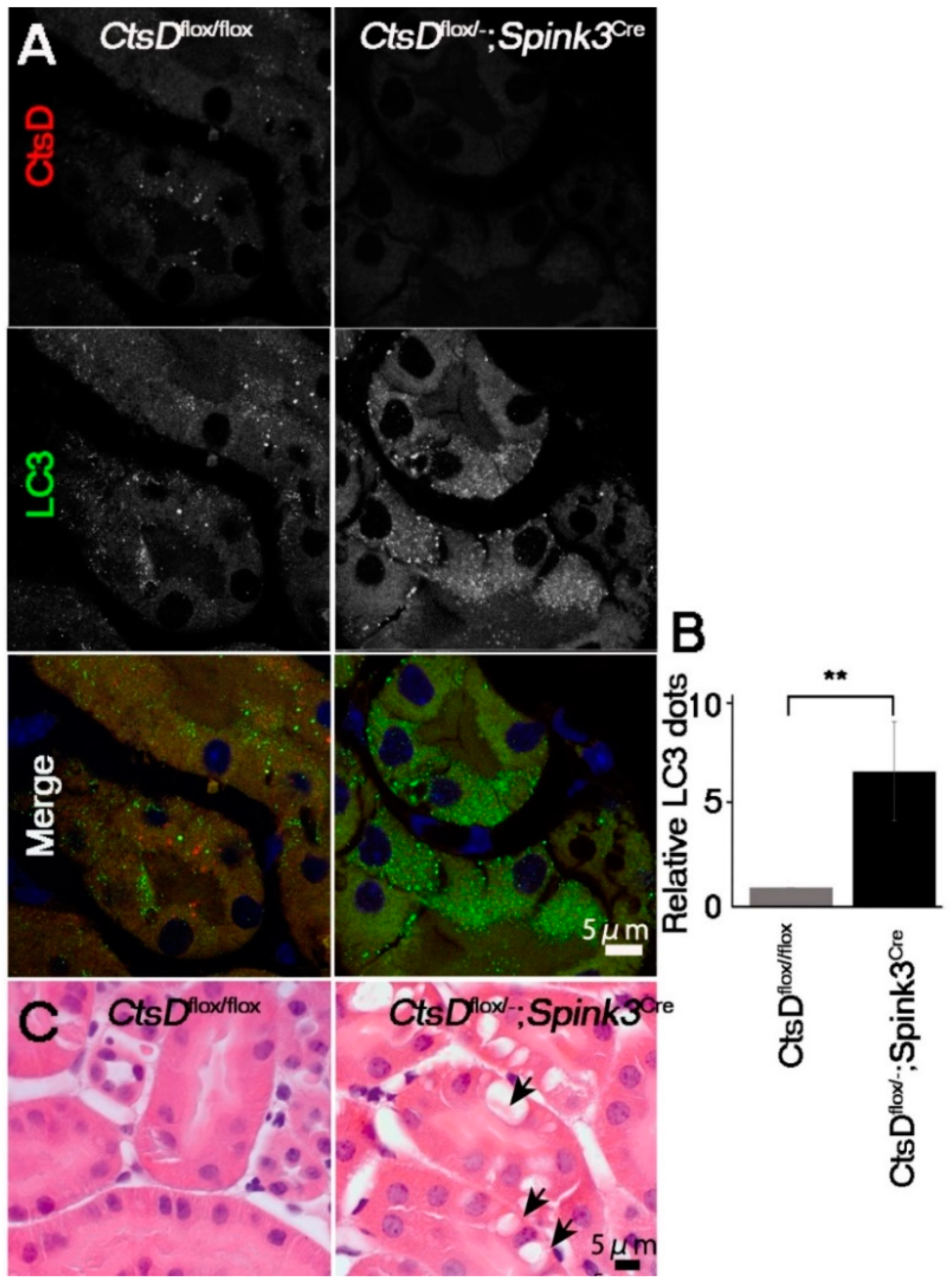 Ijms 20 01711 g002 Ijms 20 01711 g002