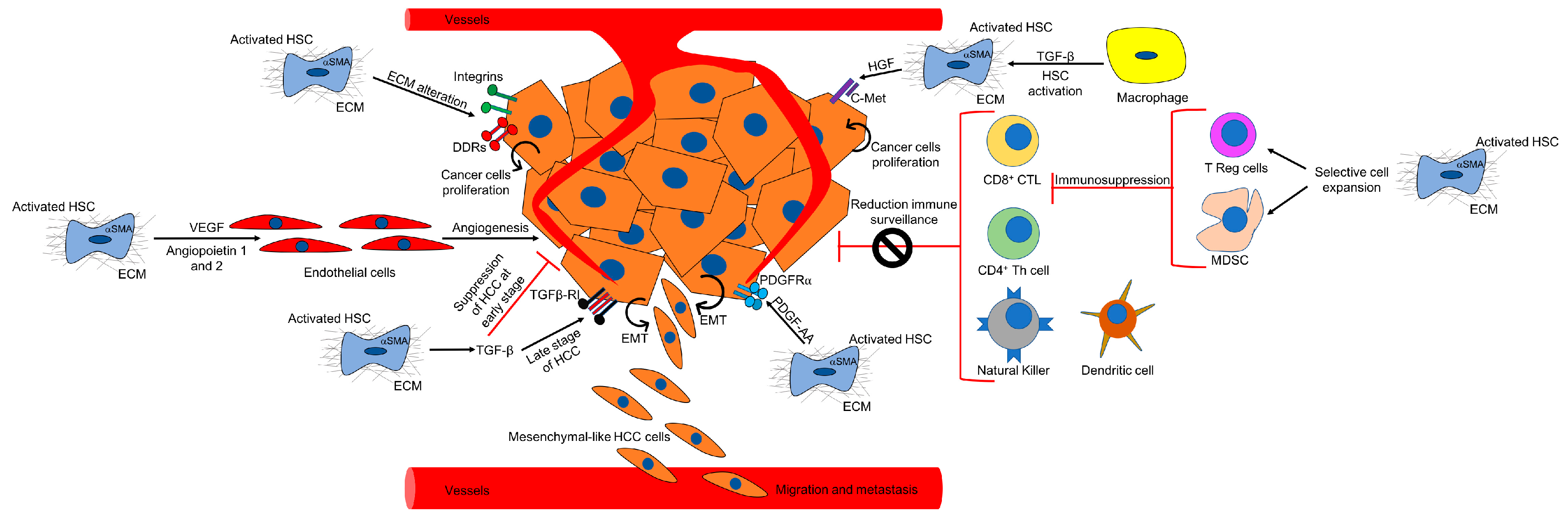 Ijms Free Full Text The Role Of Fibrosis And Liver Associated Fibroblasts In The Pathogenesis Of Hepatocellular Carcinoma Html