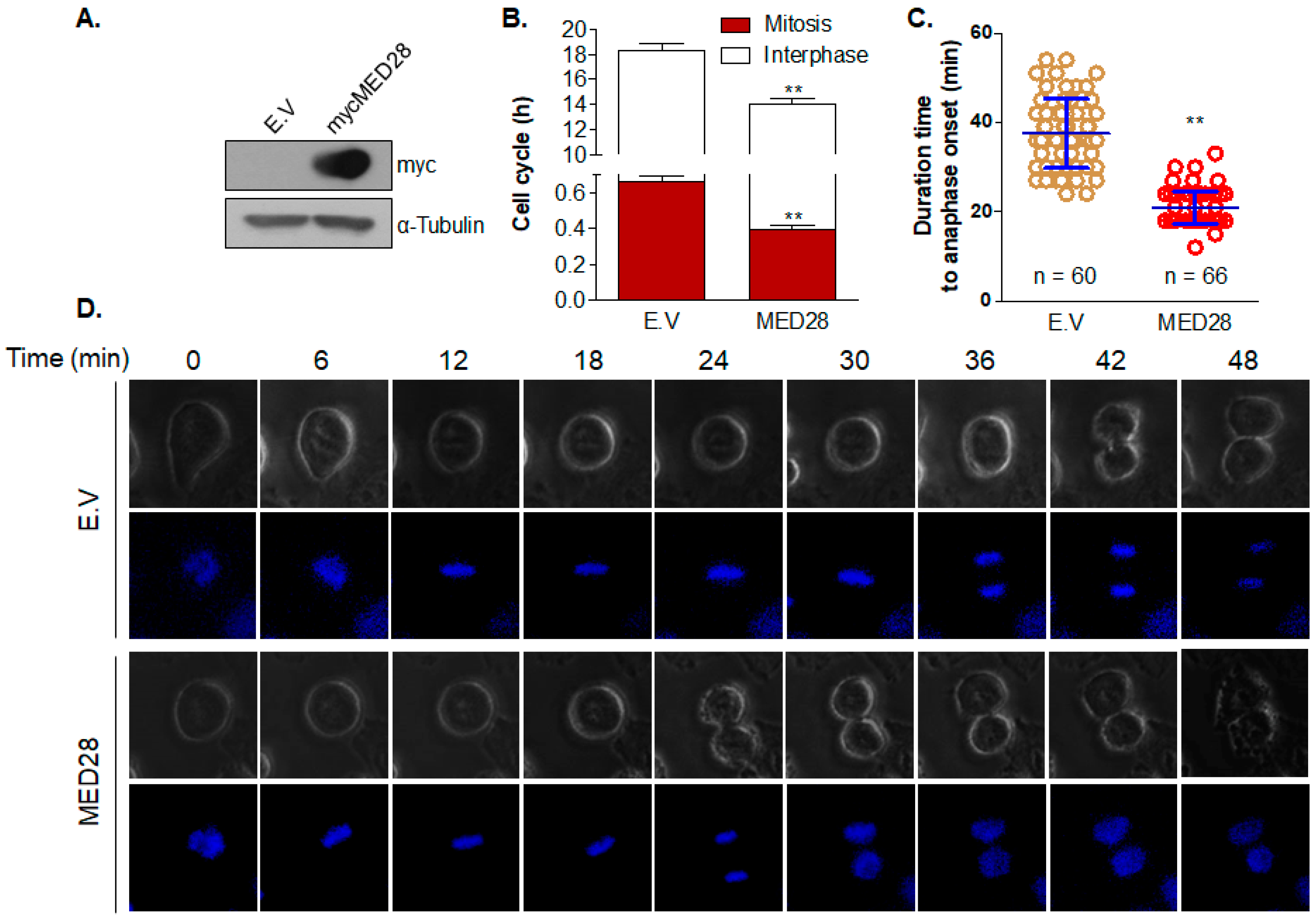 Ijms 20 01746 g003 Ijms 20 01746 g003