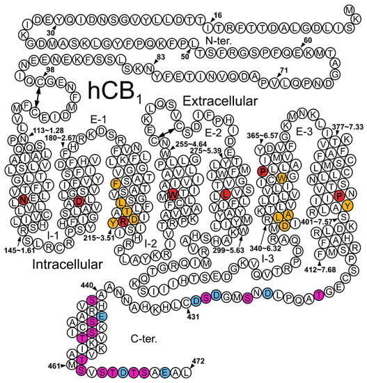 IJMS | Free Full-Text | Structural Insights into CB1 Receptor