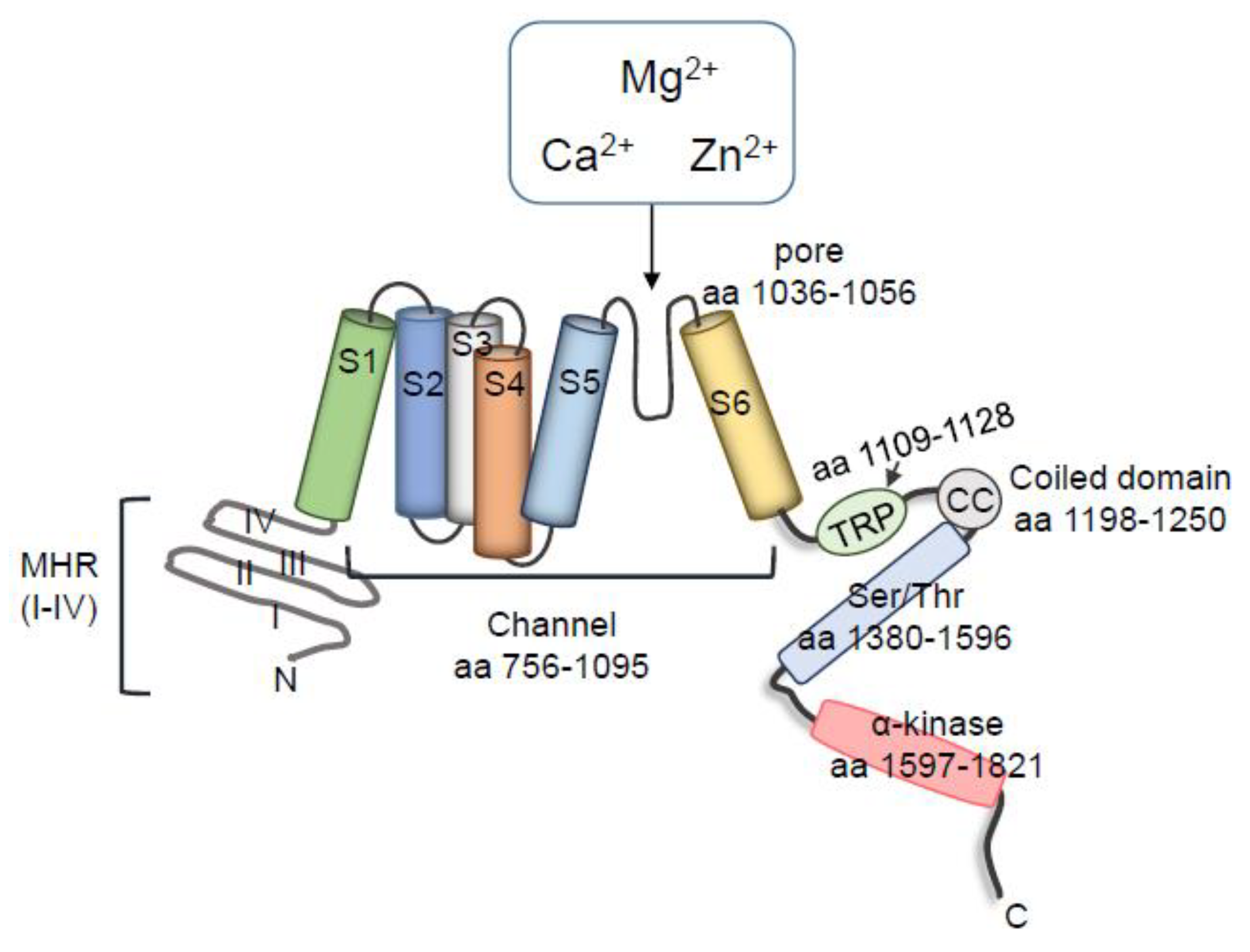 Ijms Free Full Text Trpm7 Magnesium And Signaling Html