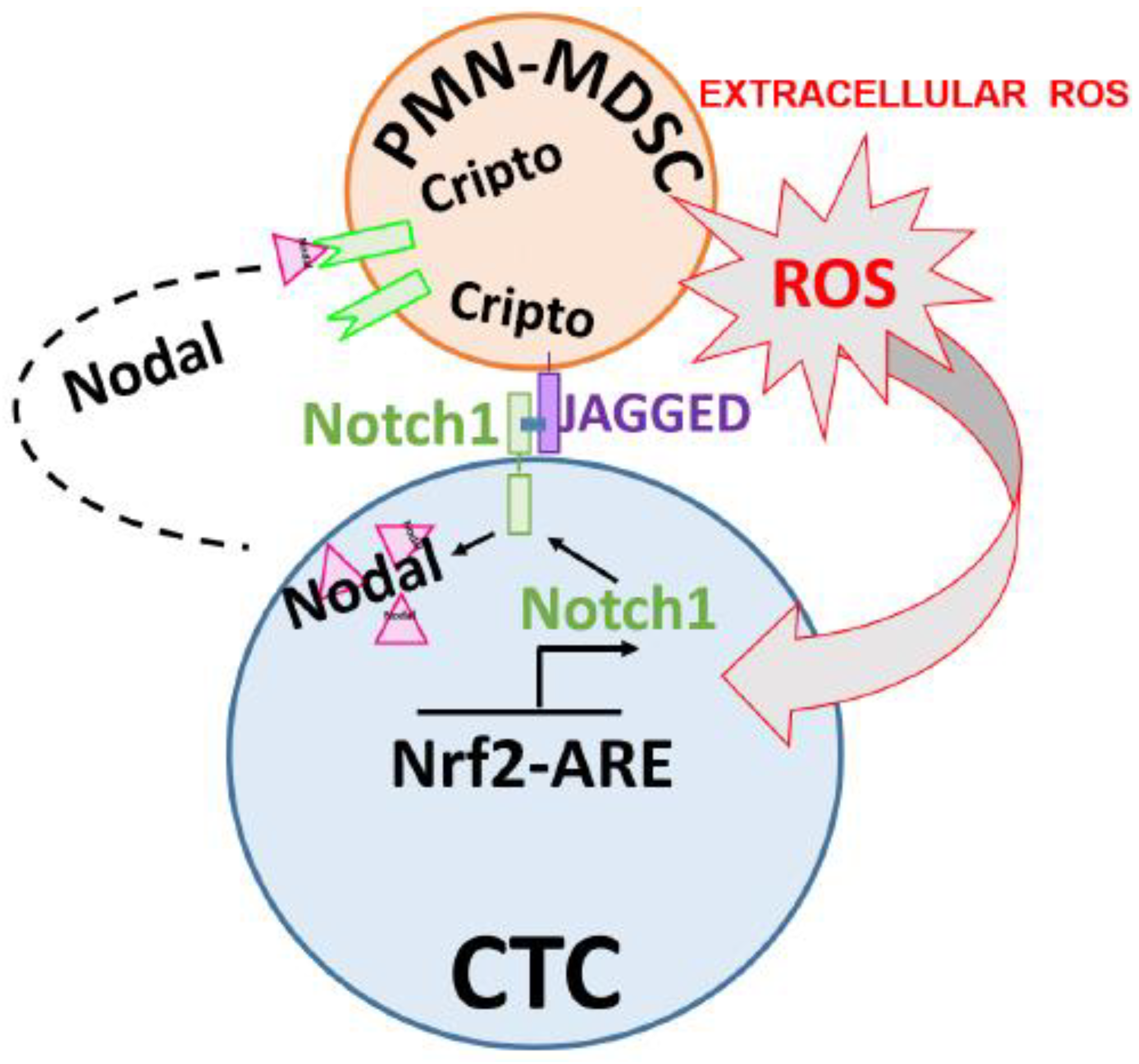 Ijms Free Full Text Pmn Mdscs Enhance Ctc Metastatic Properties Through Reciprocal Interactions Via Ros Notch Nodal Signaling