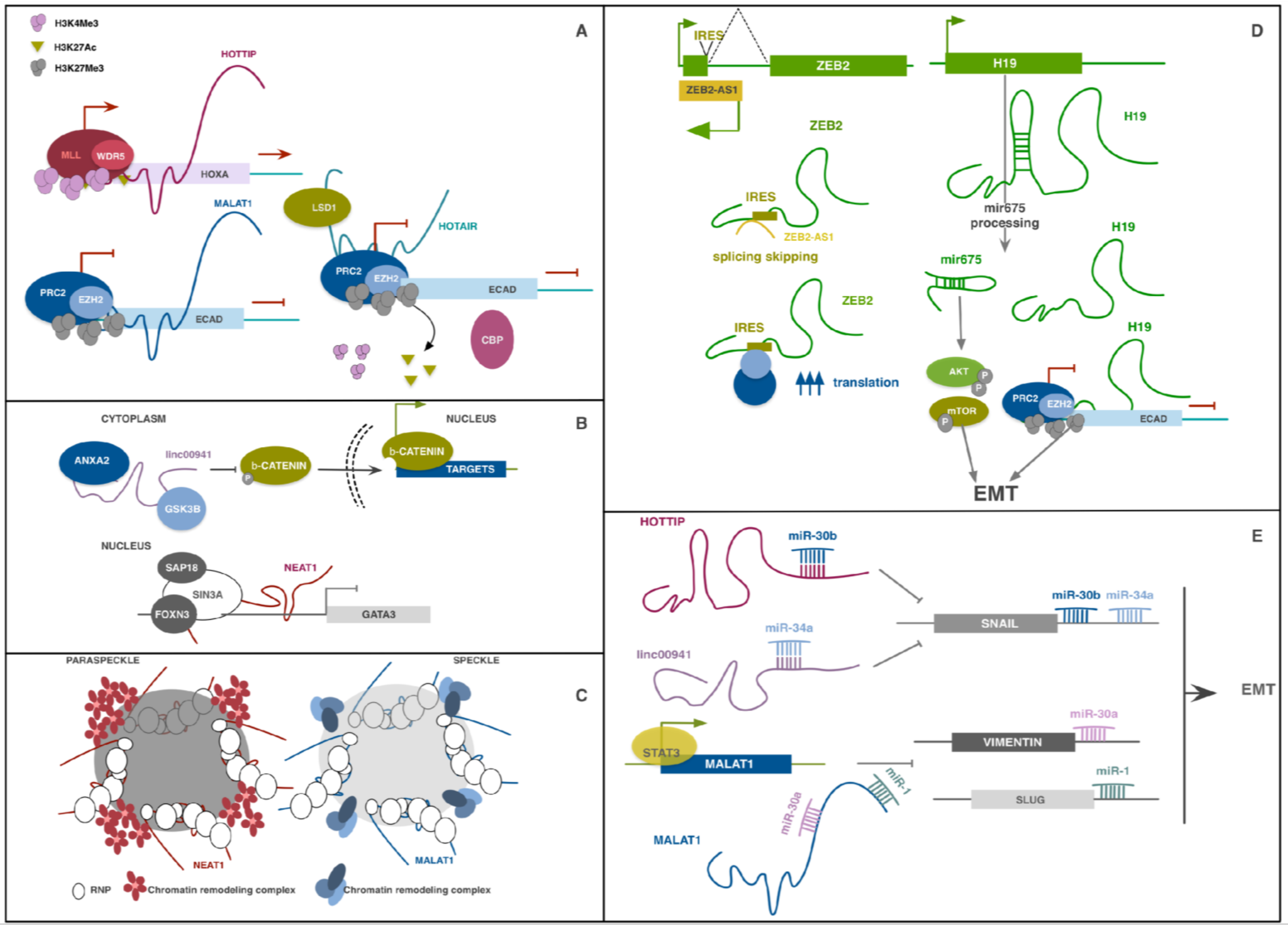 piR-8041 upregulation impacts expression of genes related to cellular