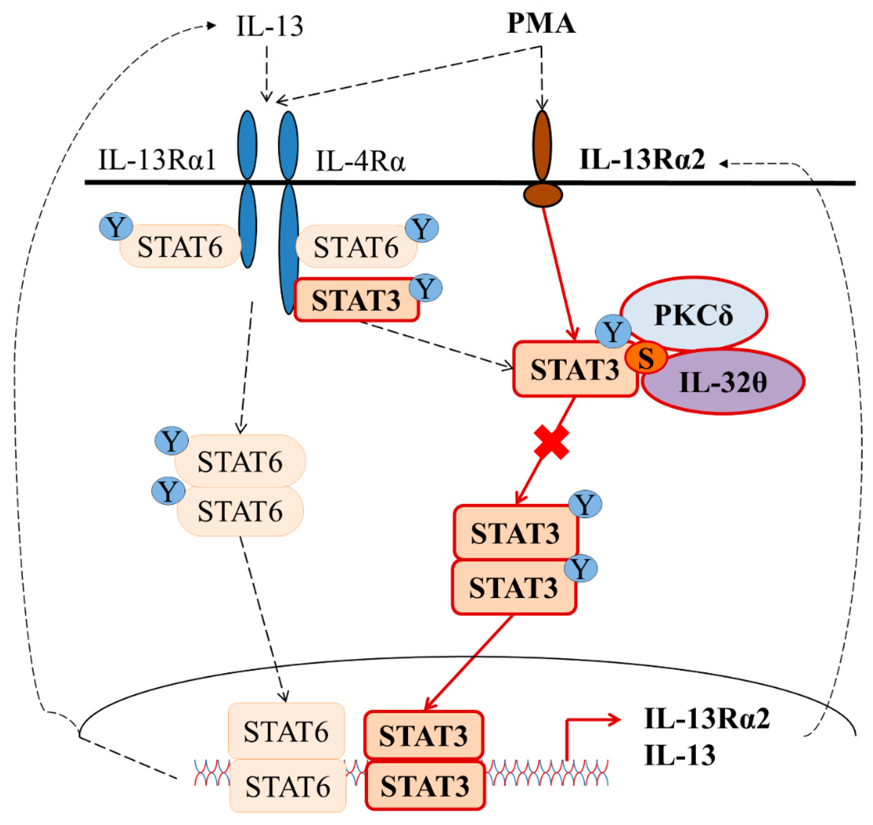 IJMS | Free Full-Text | Inhibition Of IL-13 And IL-13Rα2 Expression By ...