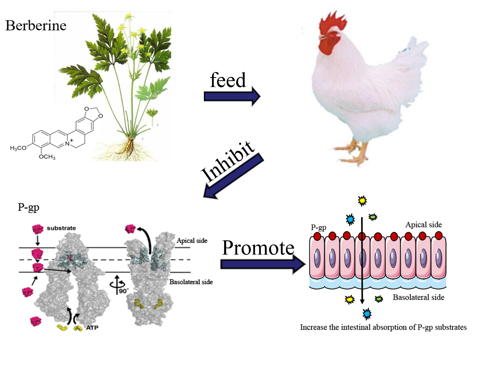 Inhibitory Effect of Berberine on Broiler P-glycoprotein Expression and Fun...