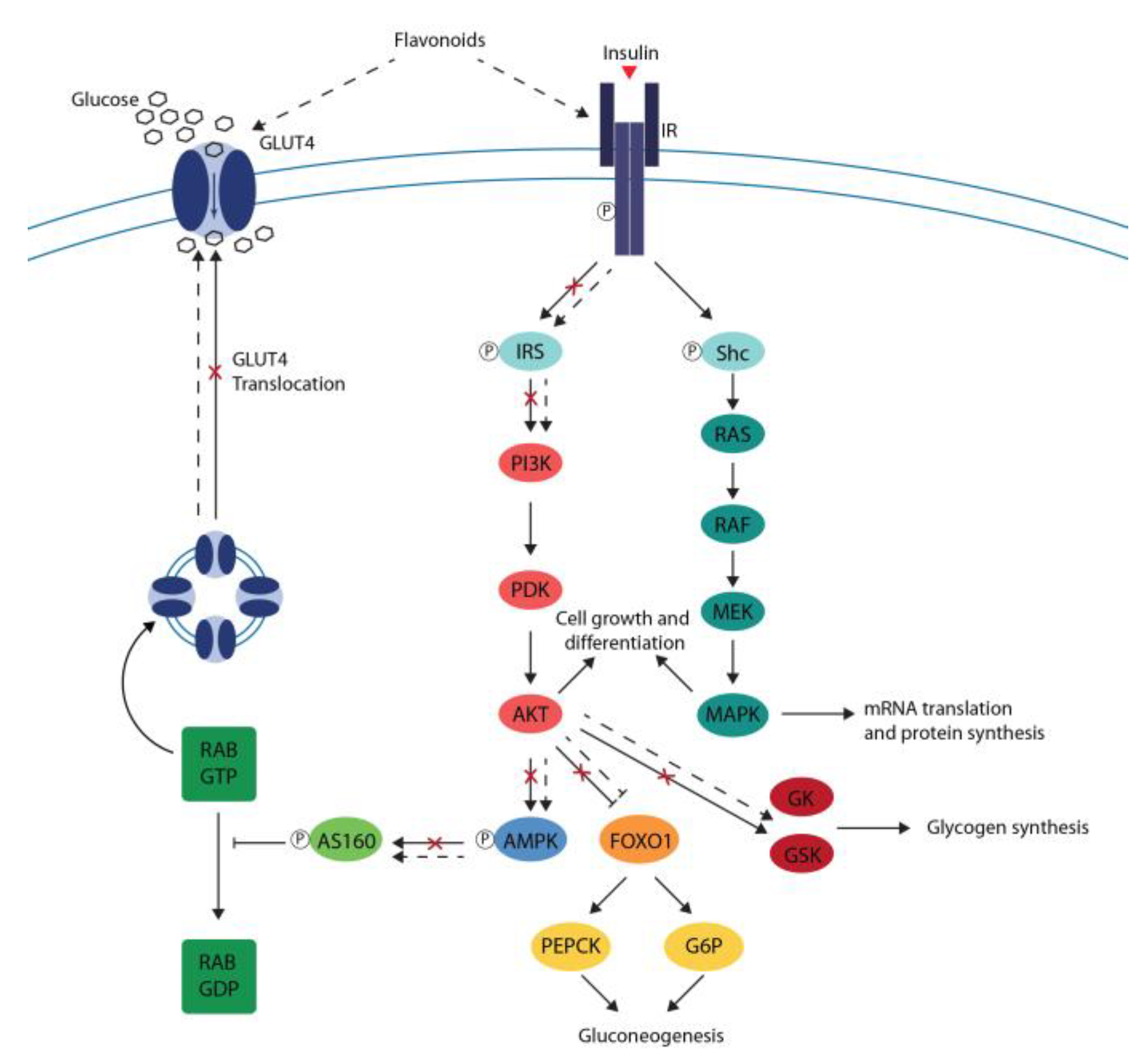 Ijms 20 02061 g003 Ijms 20 02061 g003
