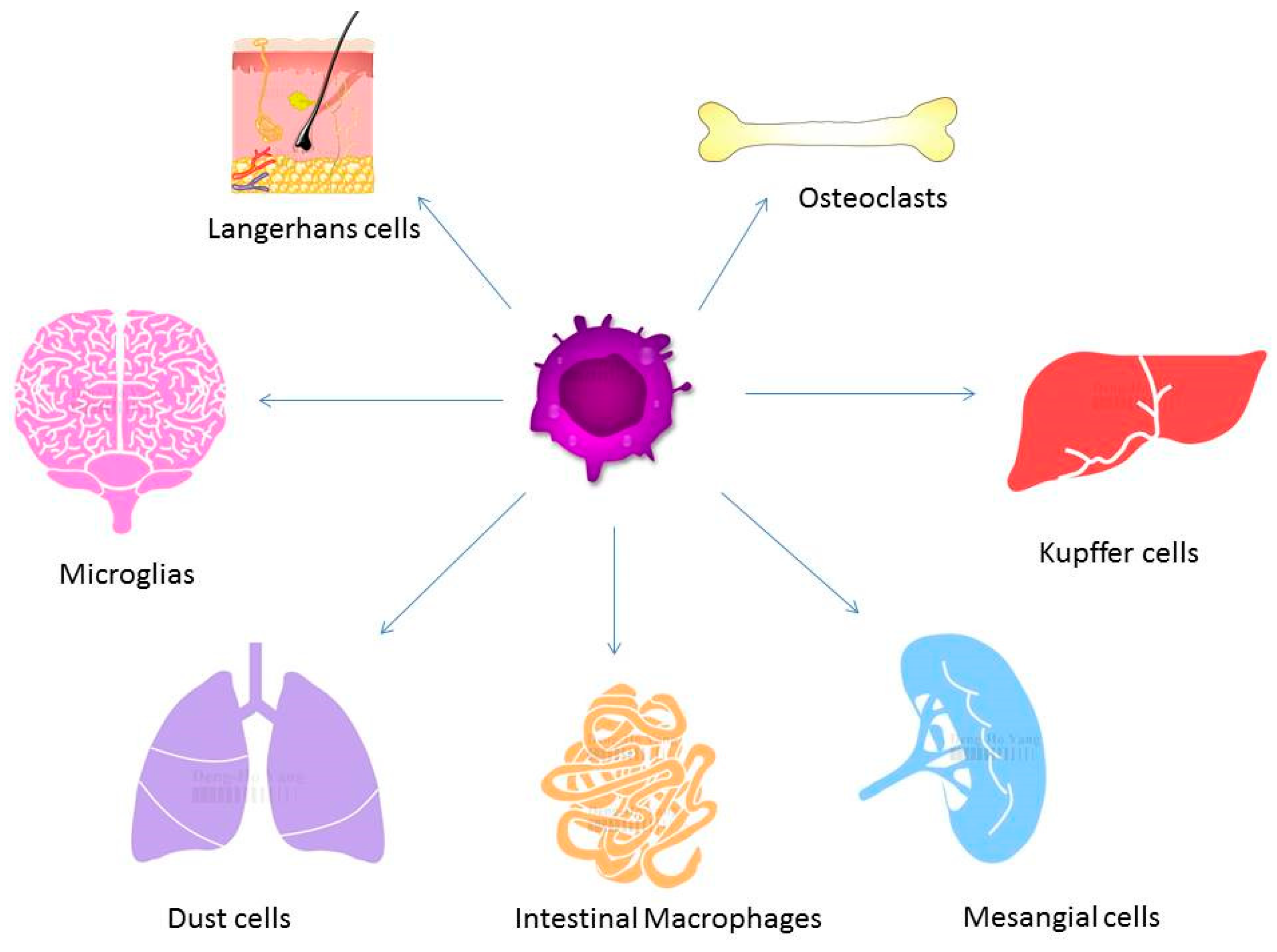 Ijms Free Full Text The Role Of Macrophage In The Pathogenesis Of Osteoporosis 