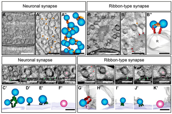 IJMS | Free Full-Text | Nanomachinery Organizing Release at Neuronal and  Ribbon Synapses