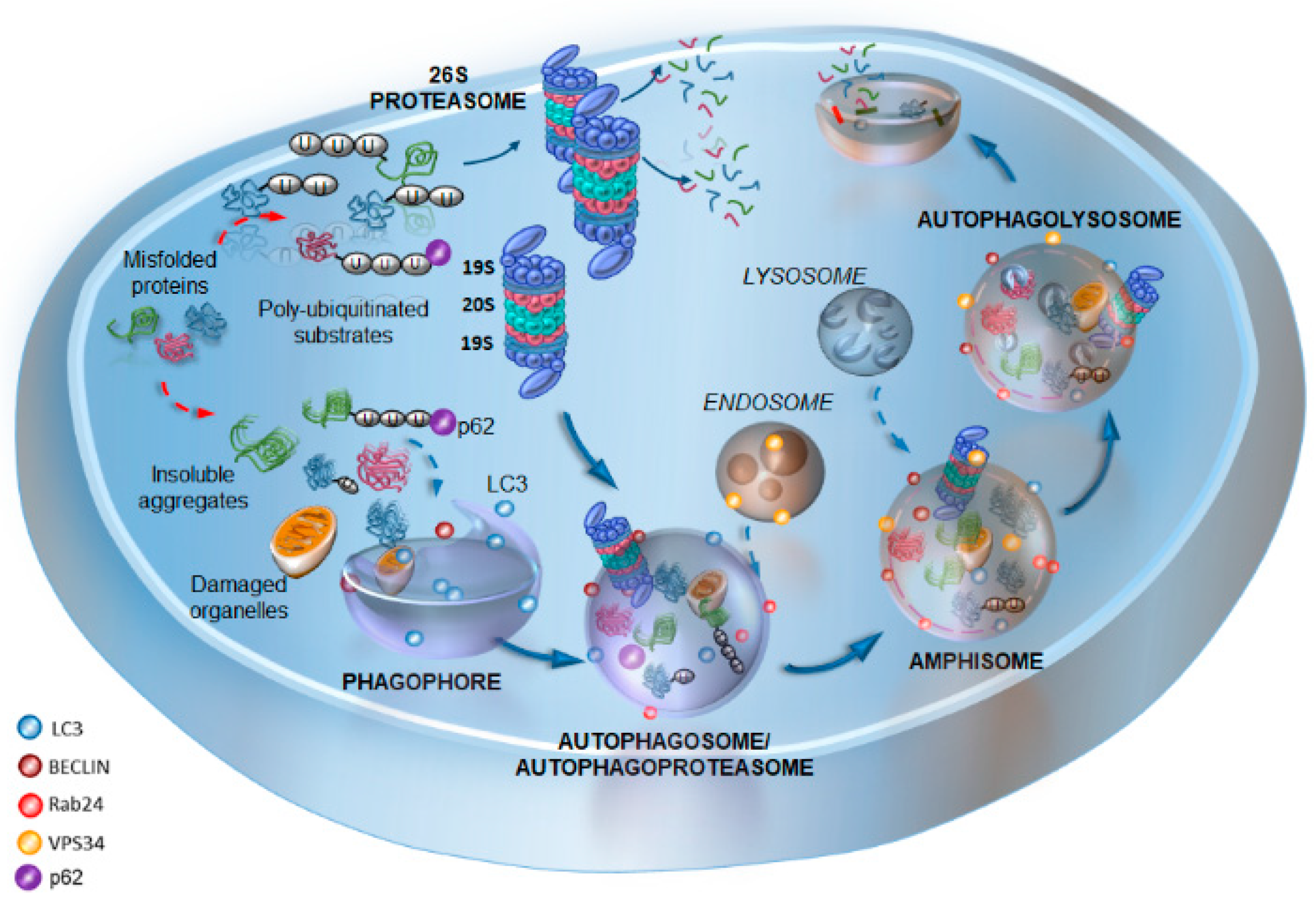 Ijms Free Full Text Cell Clearing Systems Bridging Neuro Immunity And Synaptic Plasticity