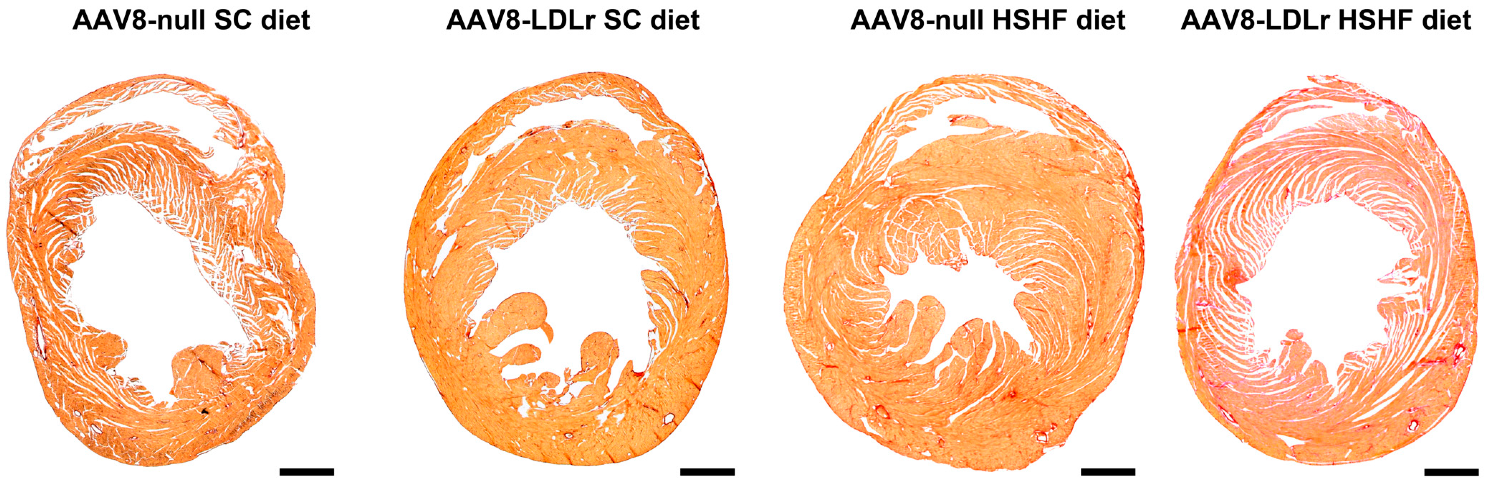 Ijms 20 02222 g008 Ijms 20 02222 g008