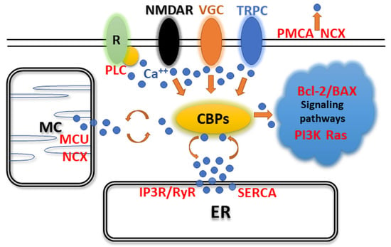 Ijms Free Full Text Expression Of Ca2 Binding Buffer Proteins In The Human And Mouse Retinal Neurons