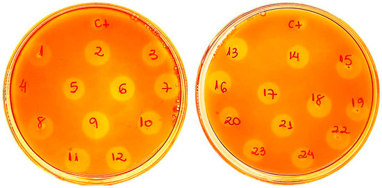 Ijms Free Full Text A Thermostable Aspergillus Fumigatus Gh7 Endoglucanase Over Expressed In Pichia Pastoris Stimulates Lignocellulosic Biomass Hydrolysis Html