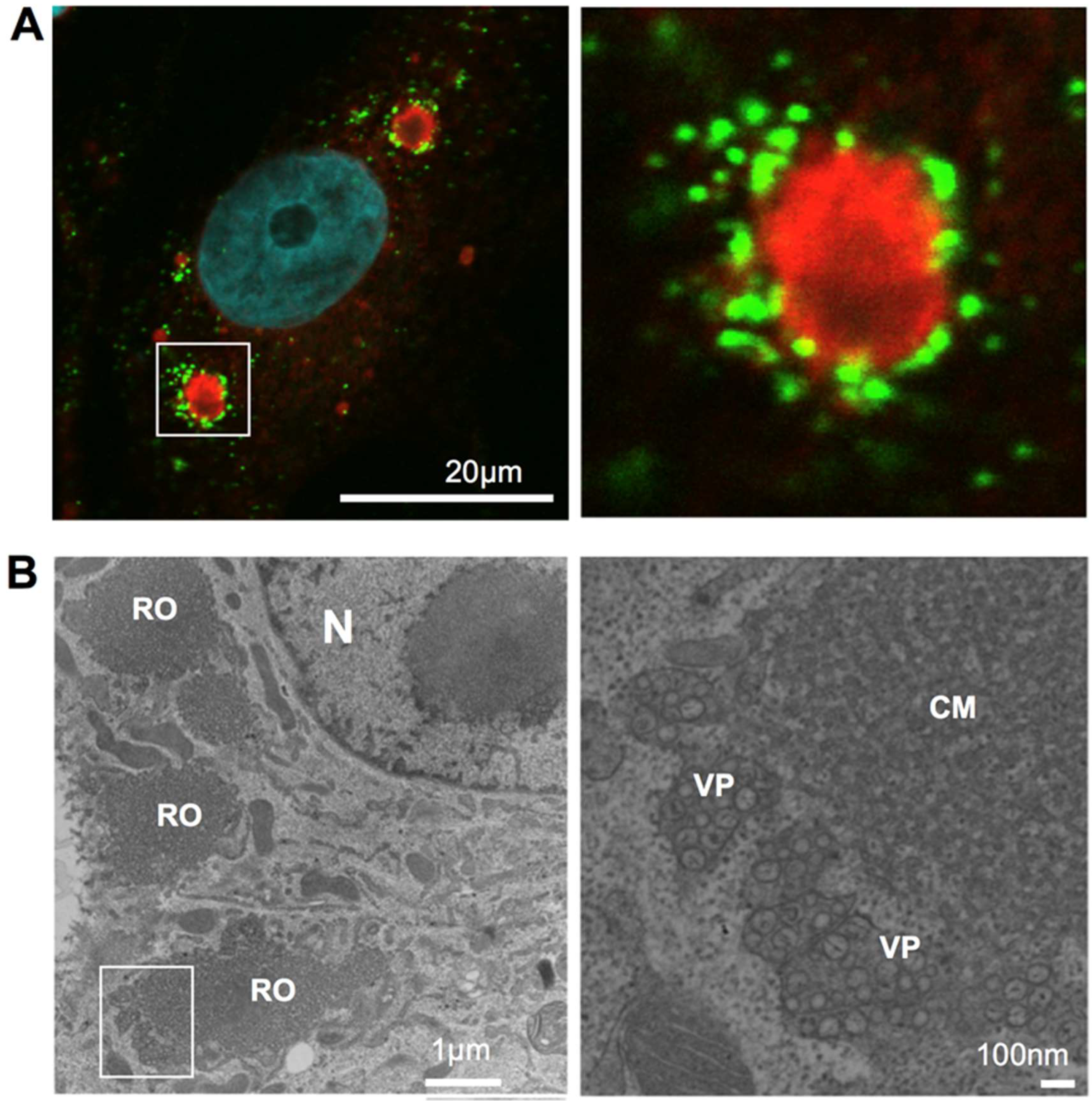 Ijms 20 02336 g001 Ijms 20 02336 g001