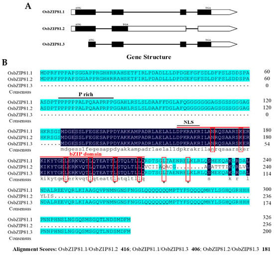 IJMS | Free Full-Text | OsbZIP81, A Homologue of Arabidopsis VIP1