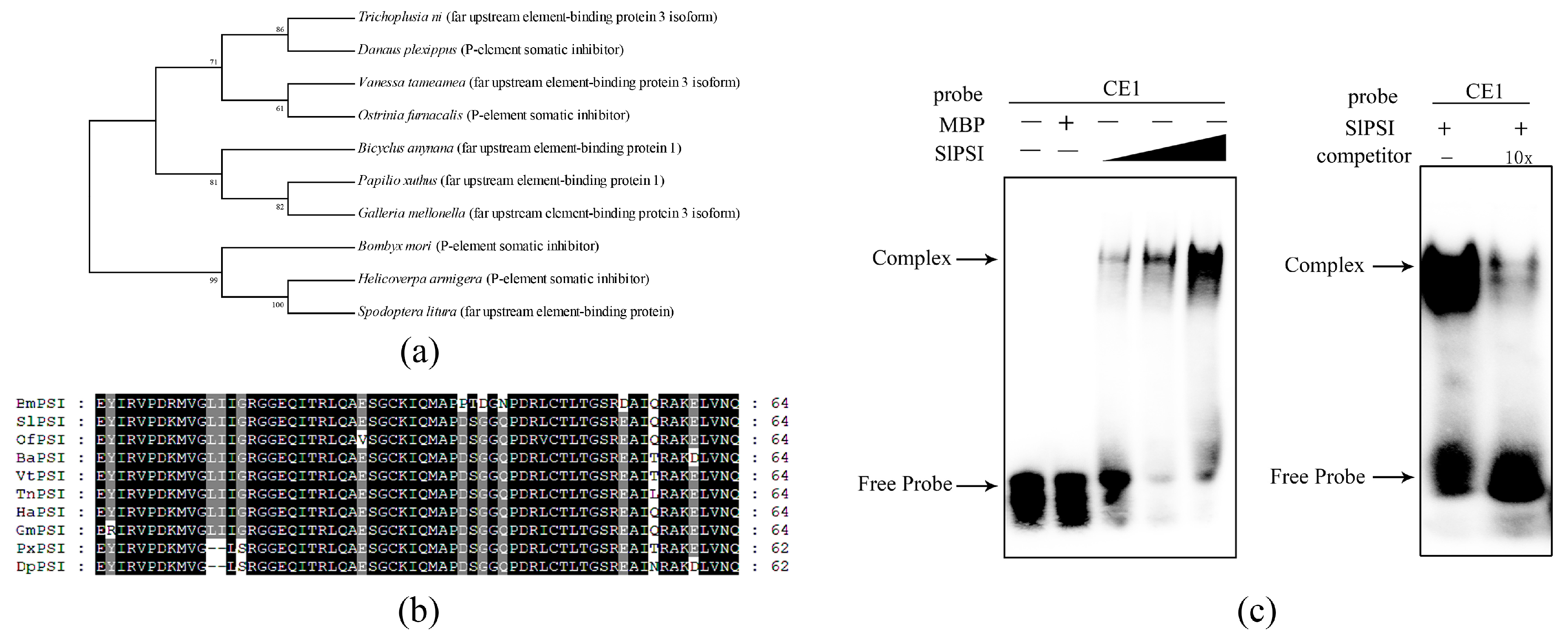 Ijms 20 02361 g004 Ijms 20 02361 g004