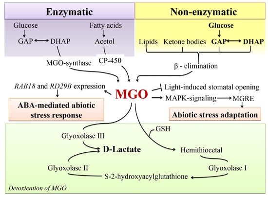 Ijms Free Full Text Glycation Of Plant Proteins Regulatory Roles