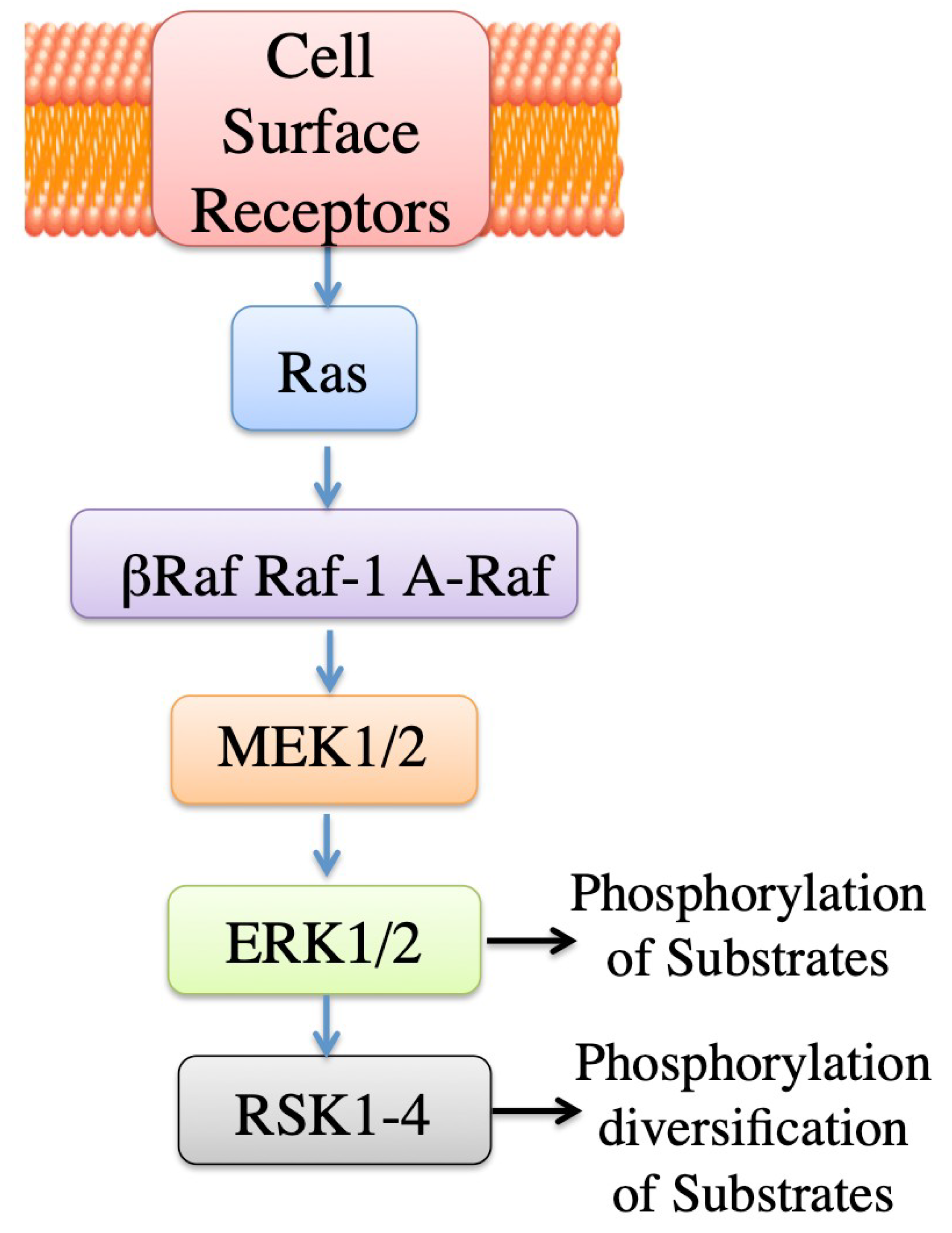 Ijms 20 02378 g003 Ijms 20 02378 g003