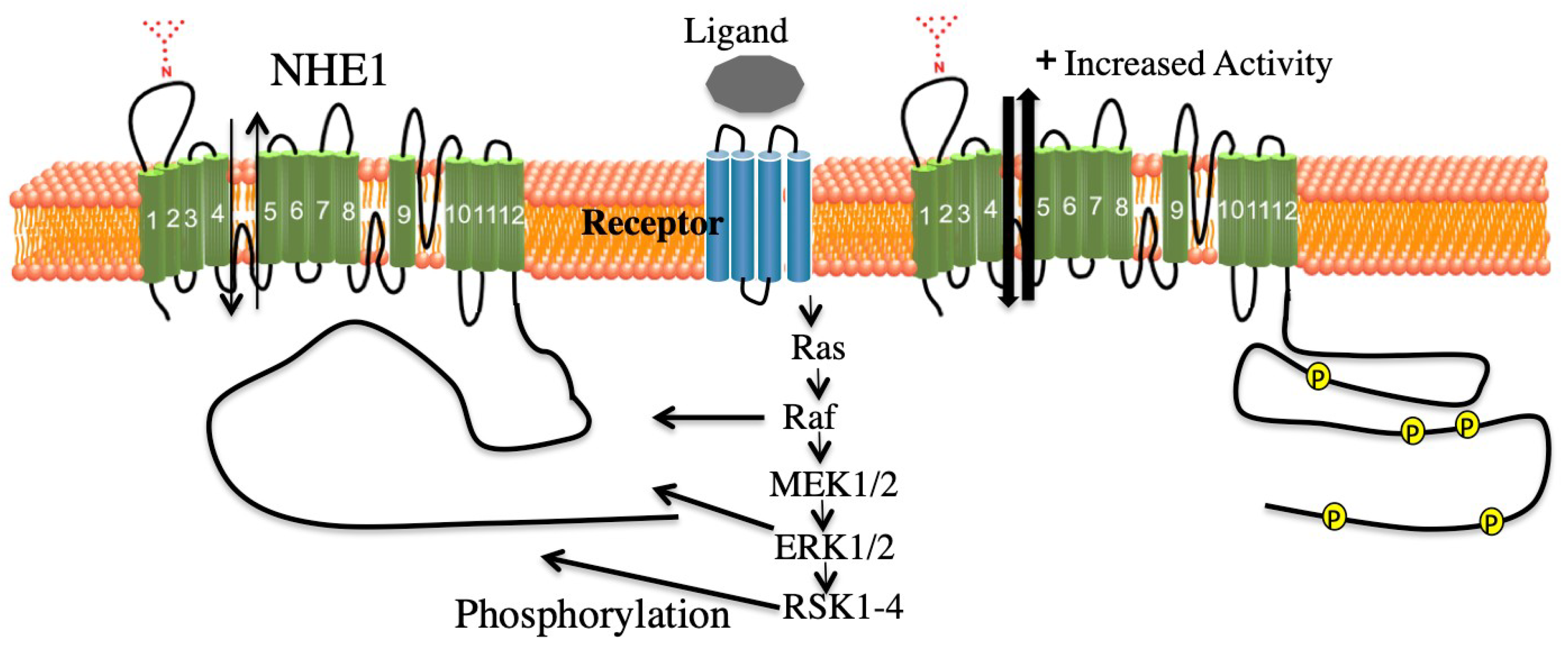 Ijms 20 02378 g005 Ijms 20 02378 g005