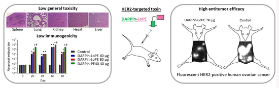 IJMS | Free Full-Text | HER2-Specific Targeted Toxin DARPin-LoPE:  Immunogenicity and Antitumor Effect on Intraperitoneal Ovarian Cancer  Xenograft Model