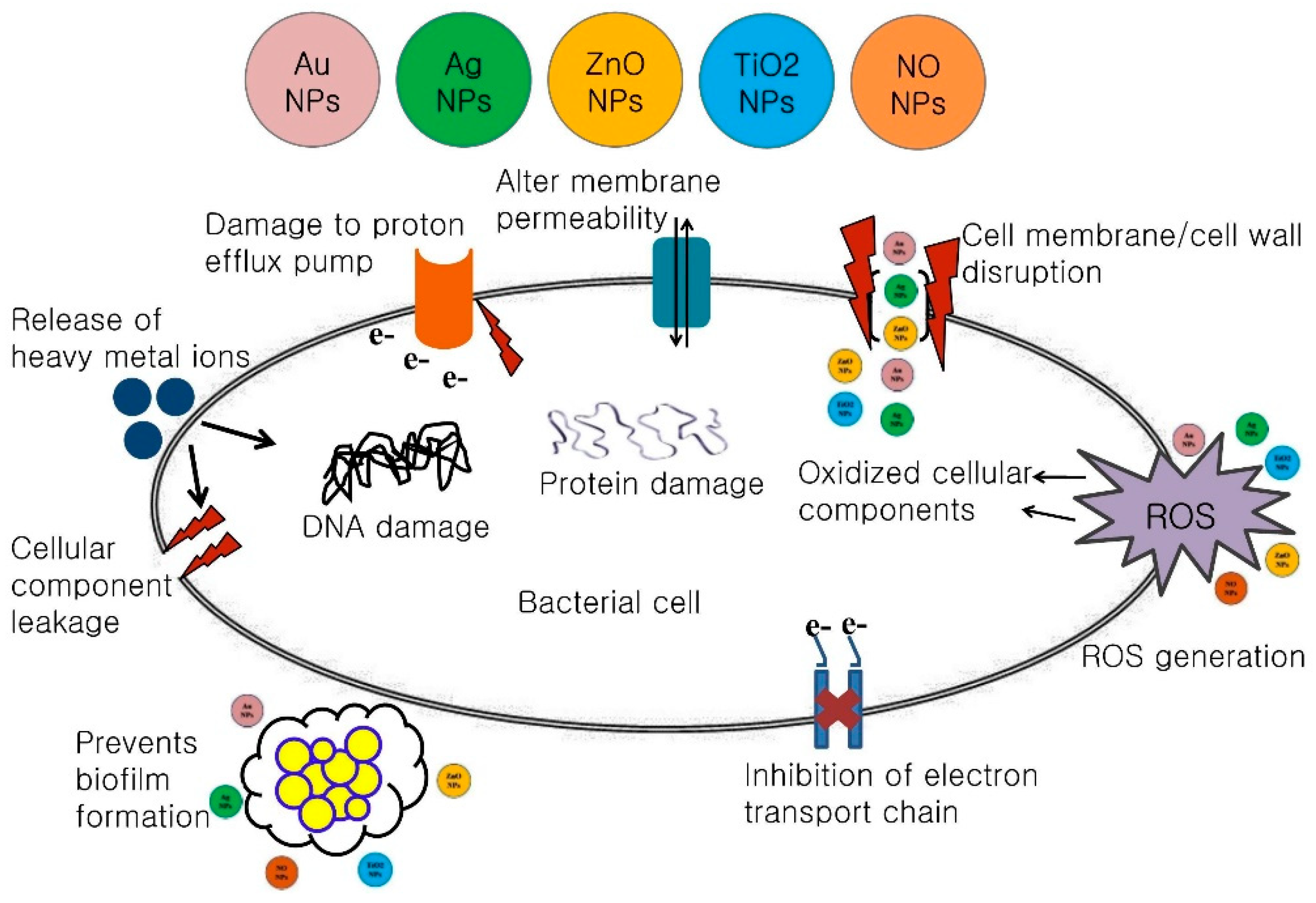 IJMS Free FullText Mechanistic Insights into the Antimicrobial