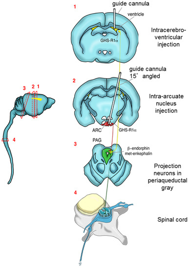 Ijms Free Full Text Effects Of Intracerebroventricular And Intra Arcuate Nucleus Injection