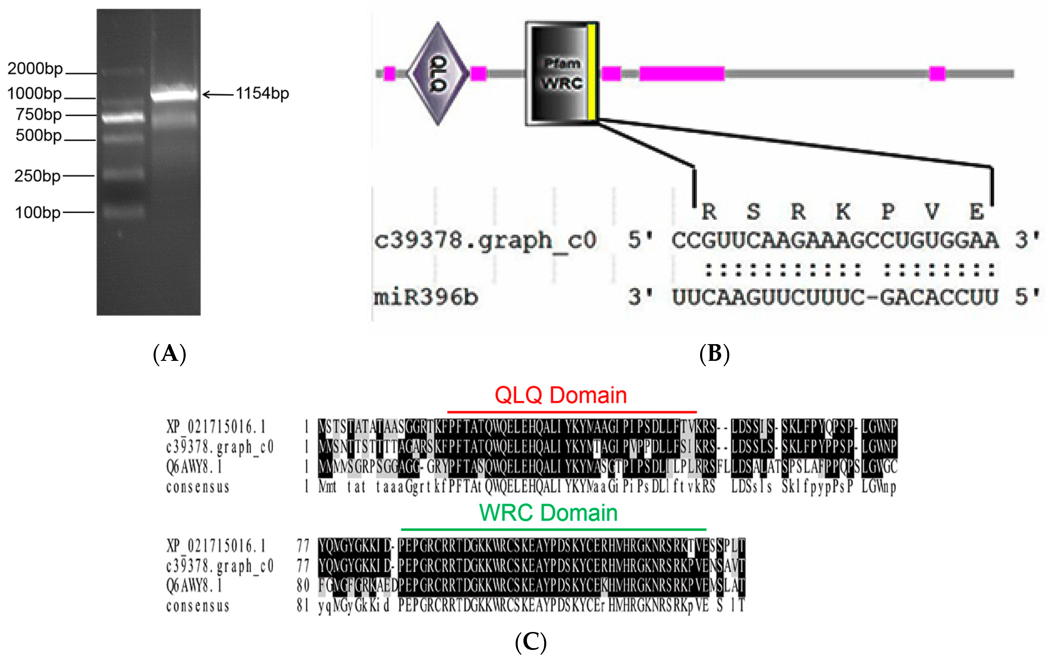 Ijms 20 02501 g006 Ijms 20 02501 g006