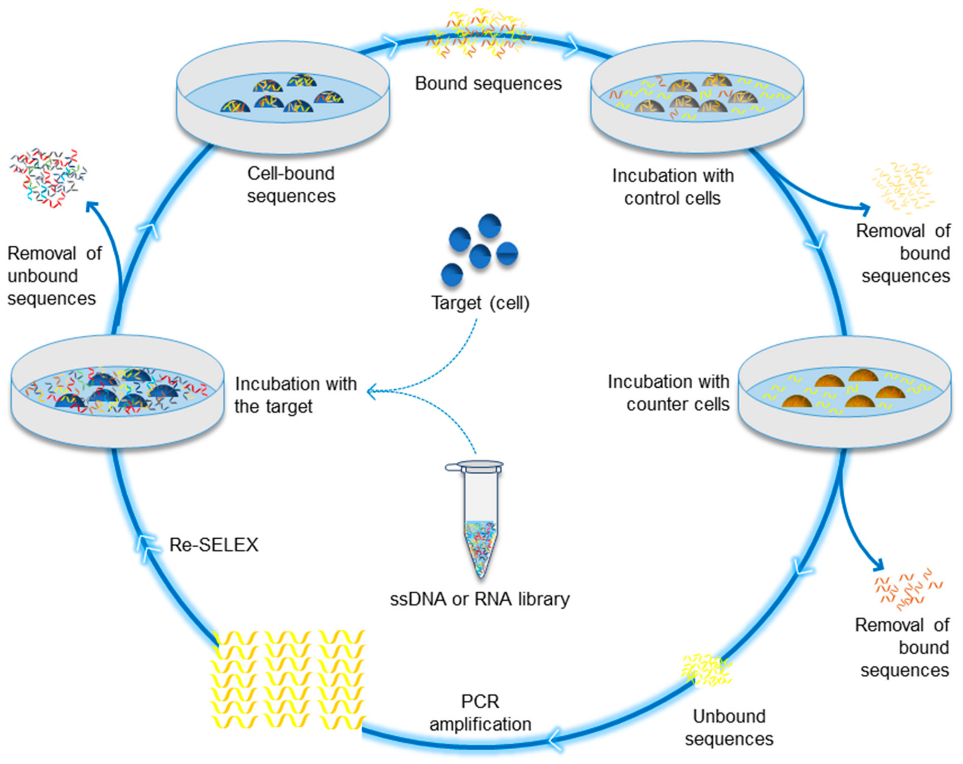 Ijms Free Full Text Updates On Aptamer Research