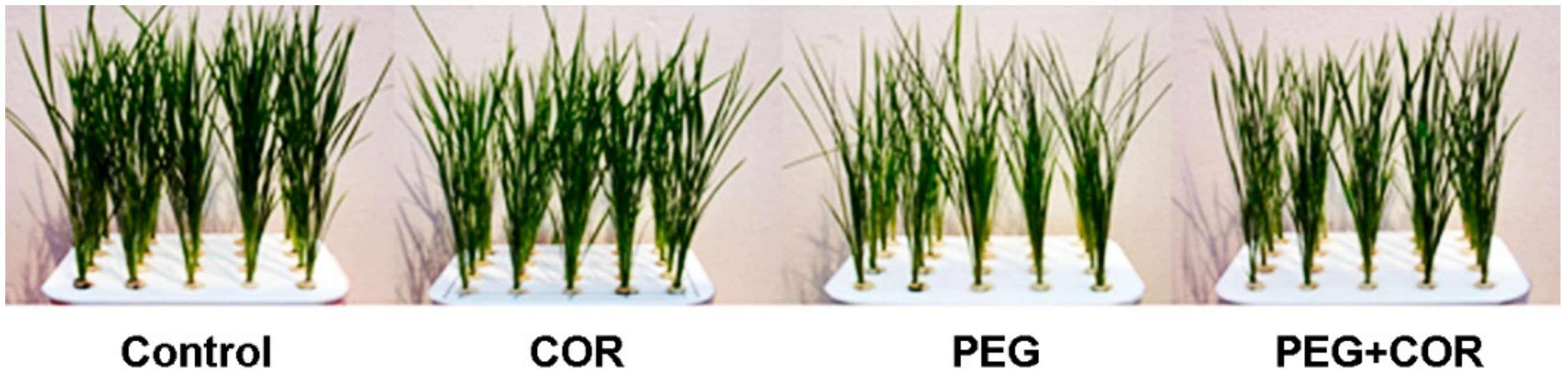 Ijms 20 02543 g001 Ijms 20 02543 g001