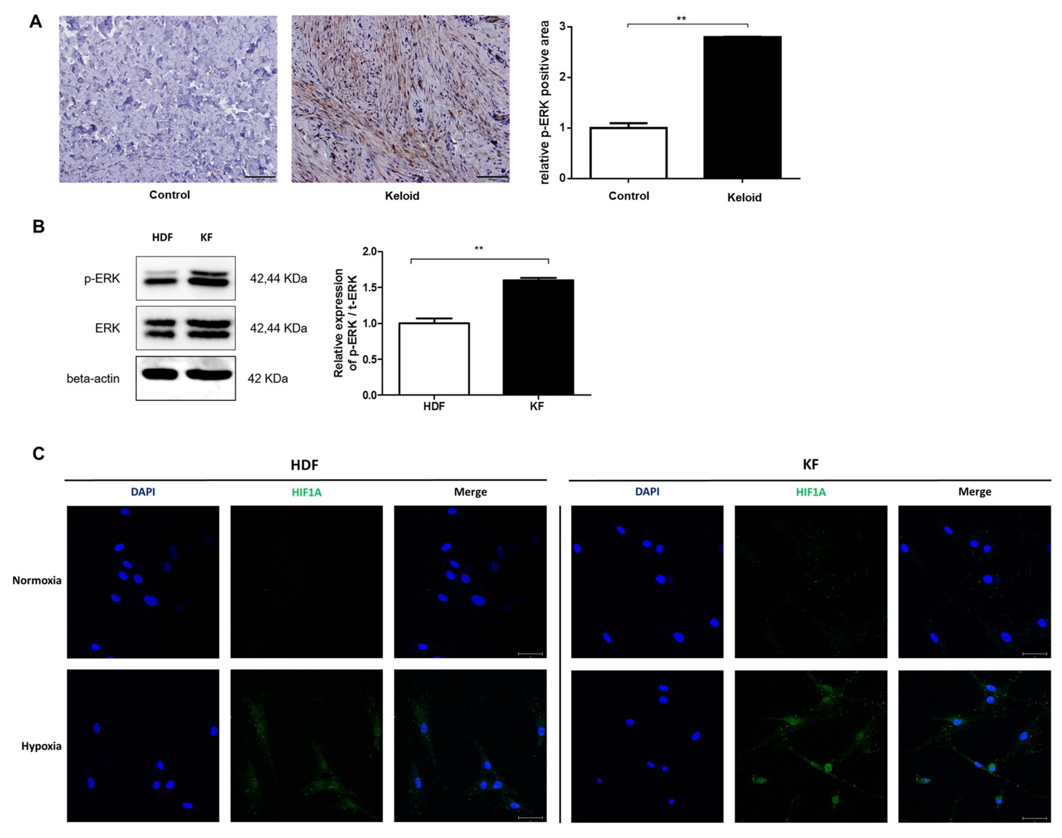 Ijms 20 02546 g001 Ijms 20 02546 g001