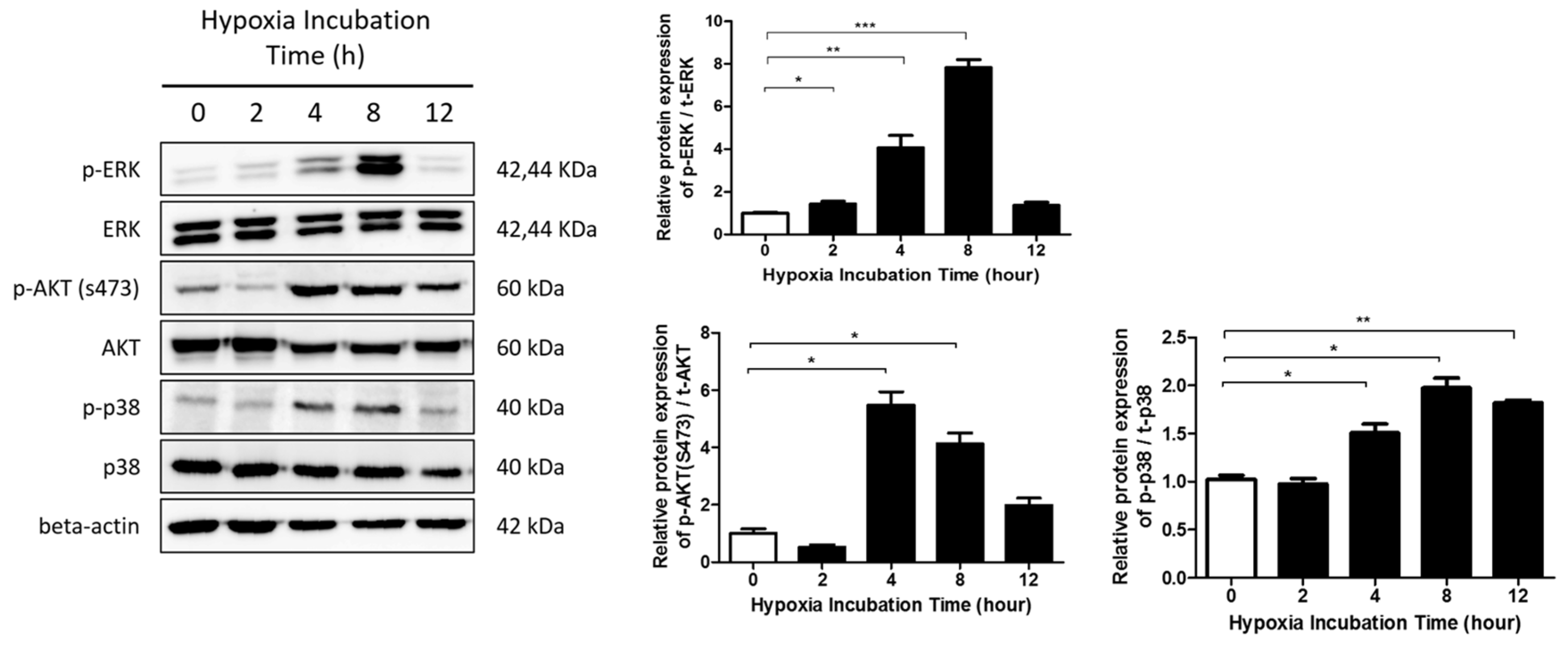 Ijms 20 02546 g004 Ijms 20 02546 g004