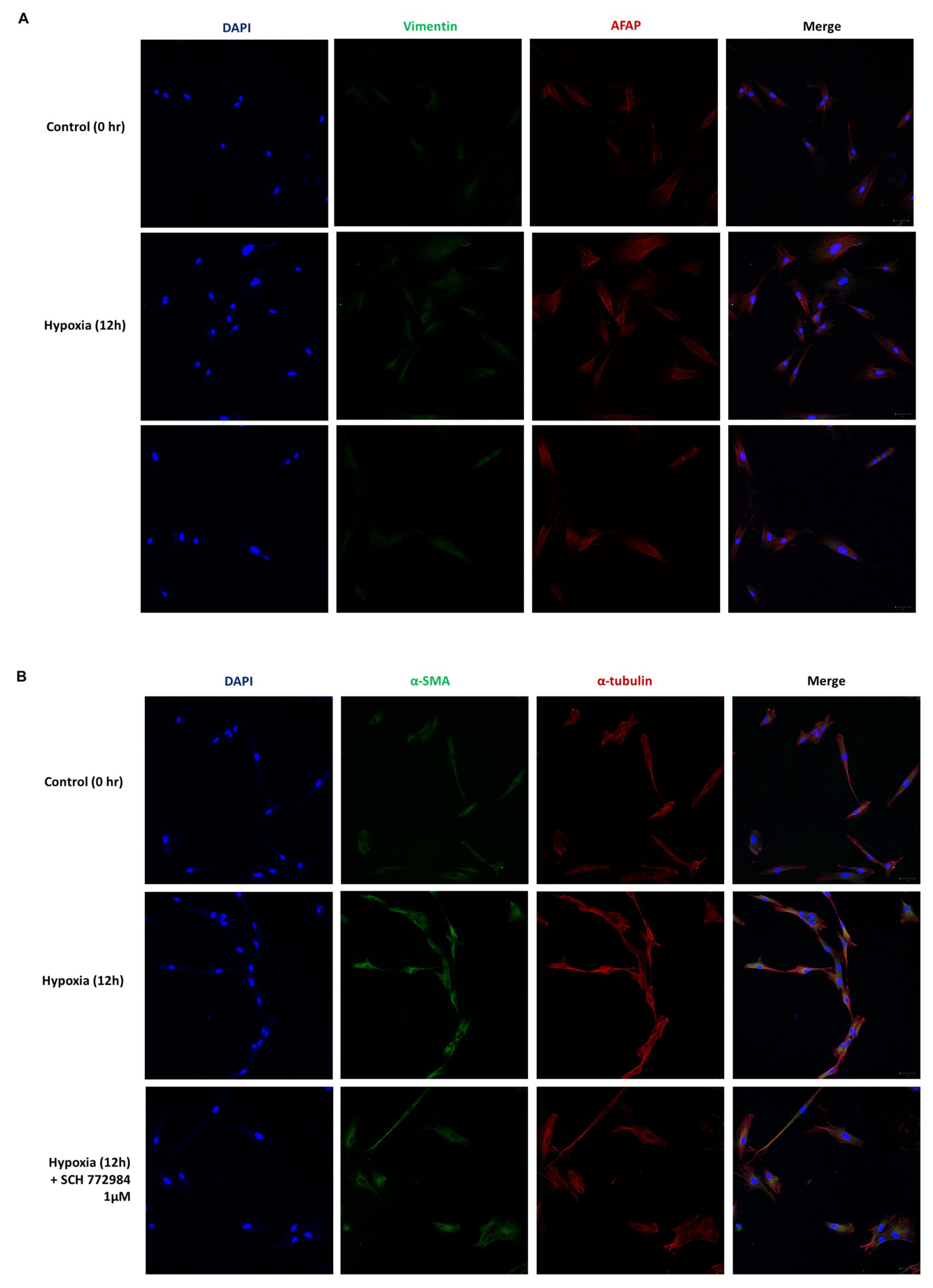 Ijms 20 02546 g007 Ijms 20 02546 g007