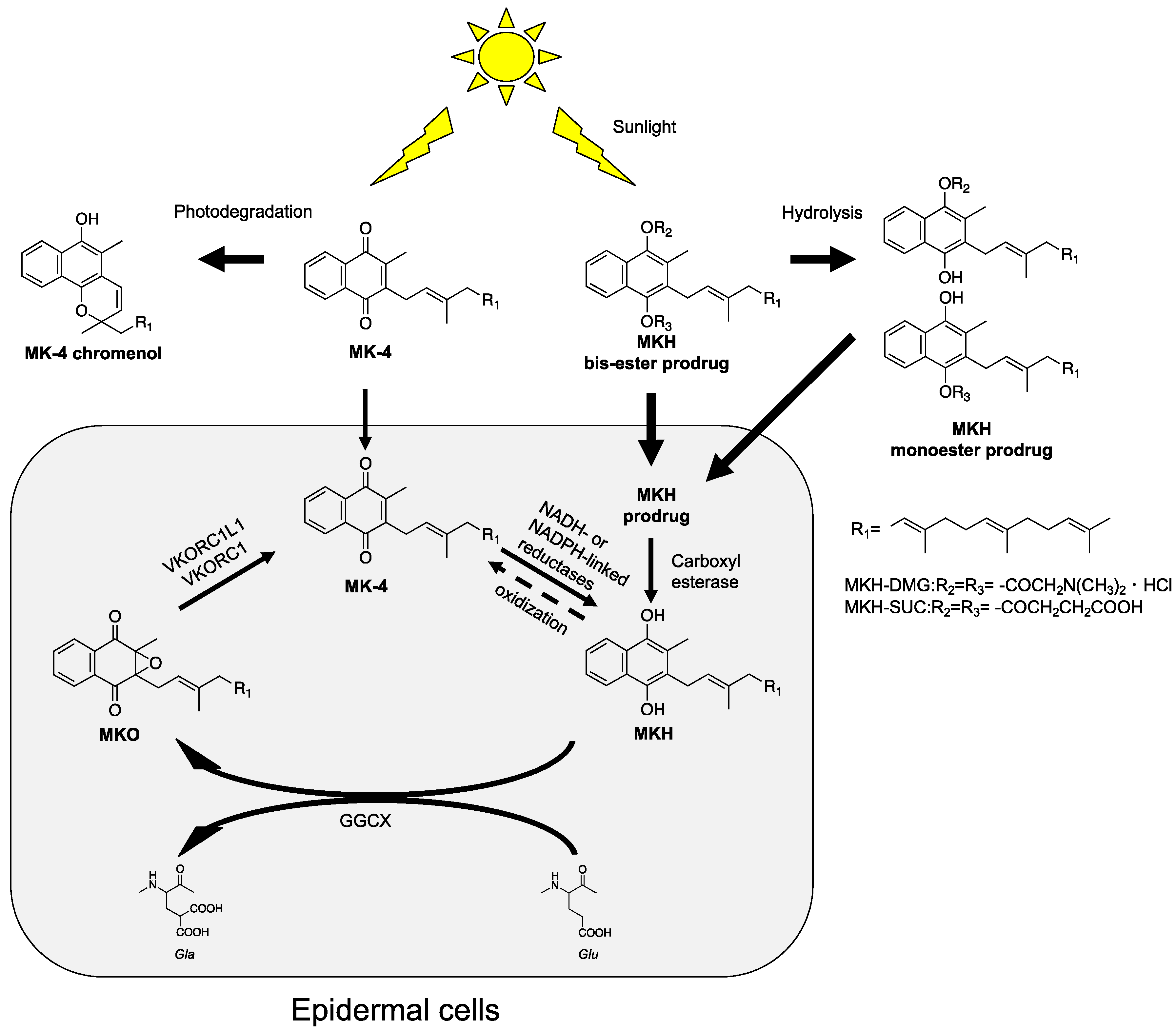 Ijms 20 02548 g001 Ijms 20 02548 g001