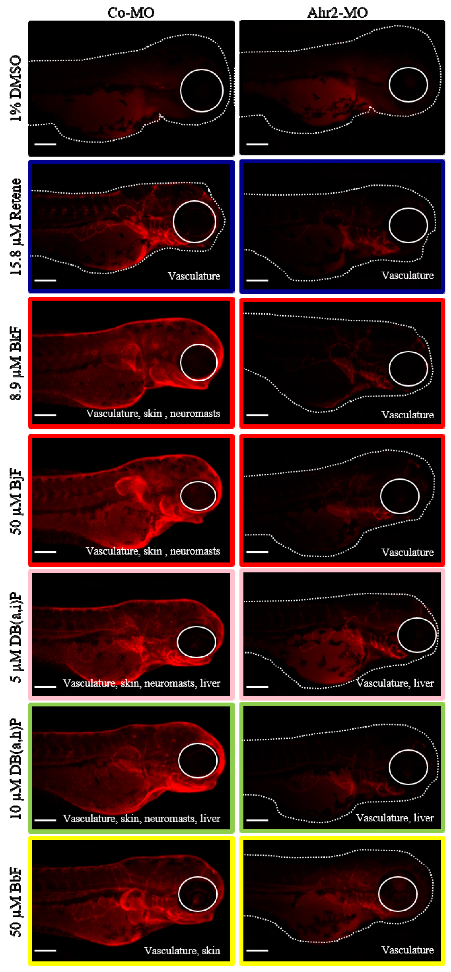 Ijms 20 02570 g004 Ijms 20 02570 g004
