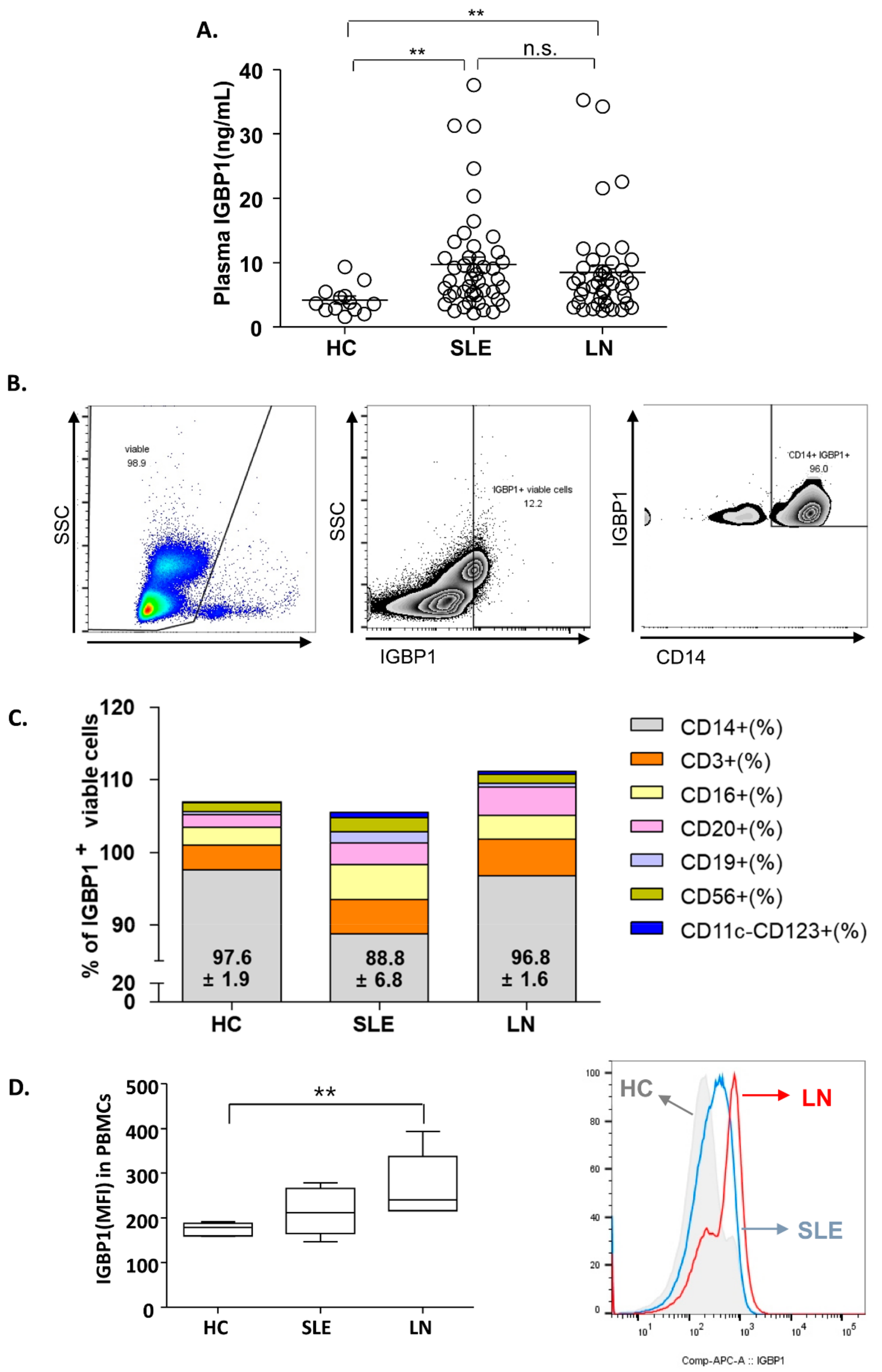 IJMS | Free Full-Text | Immunoglobulin Binding Protein 1 as a Potential ...