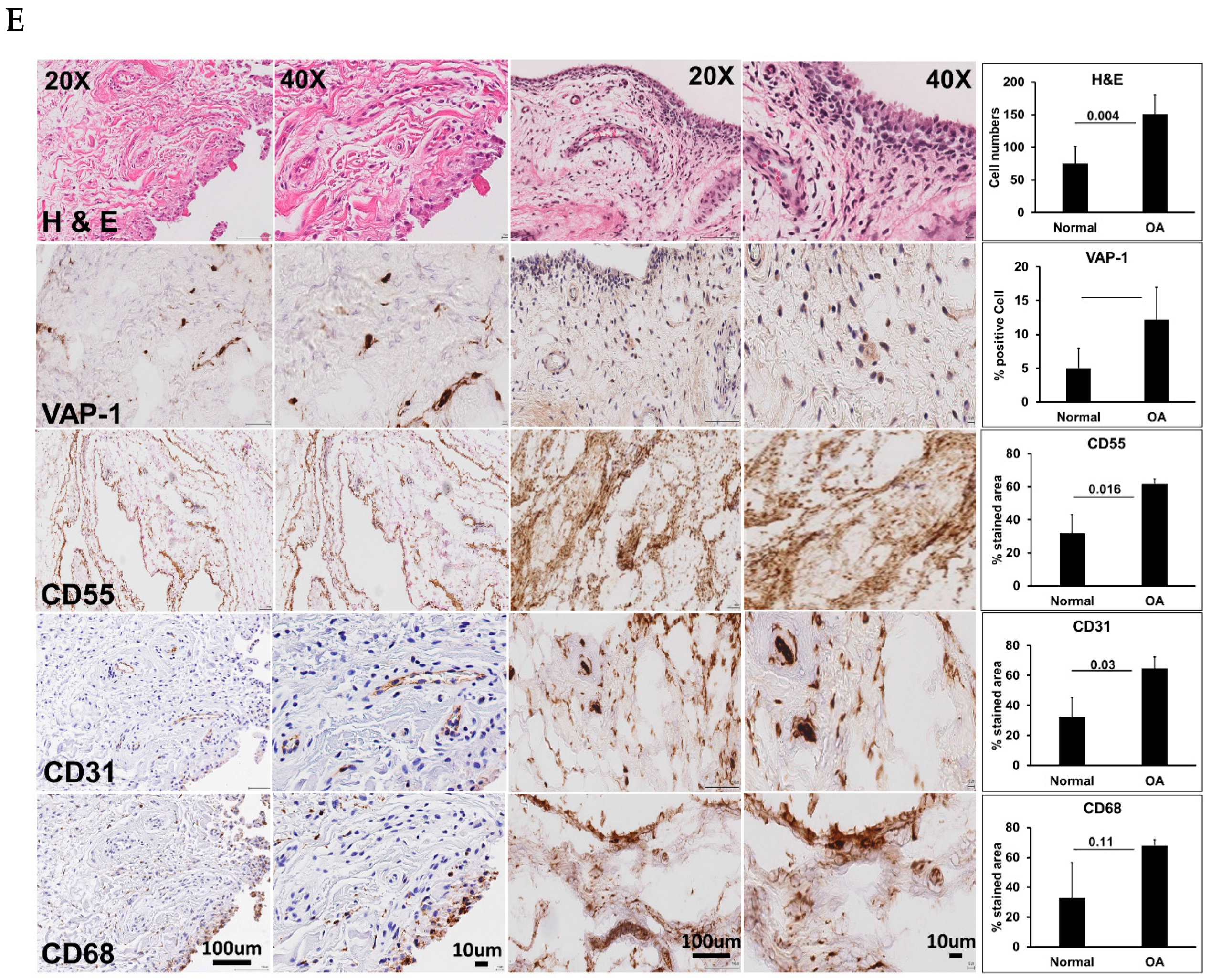 Ijms 20 02642 g001b Ijms 20 02642 g001b