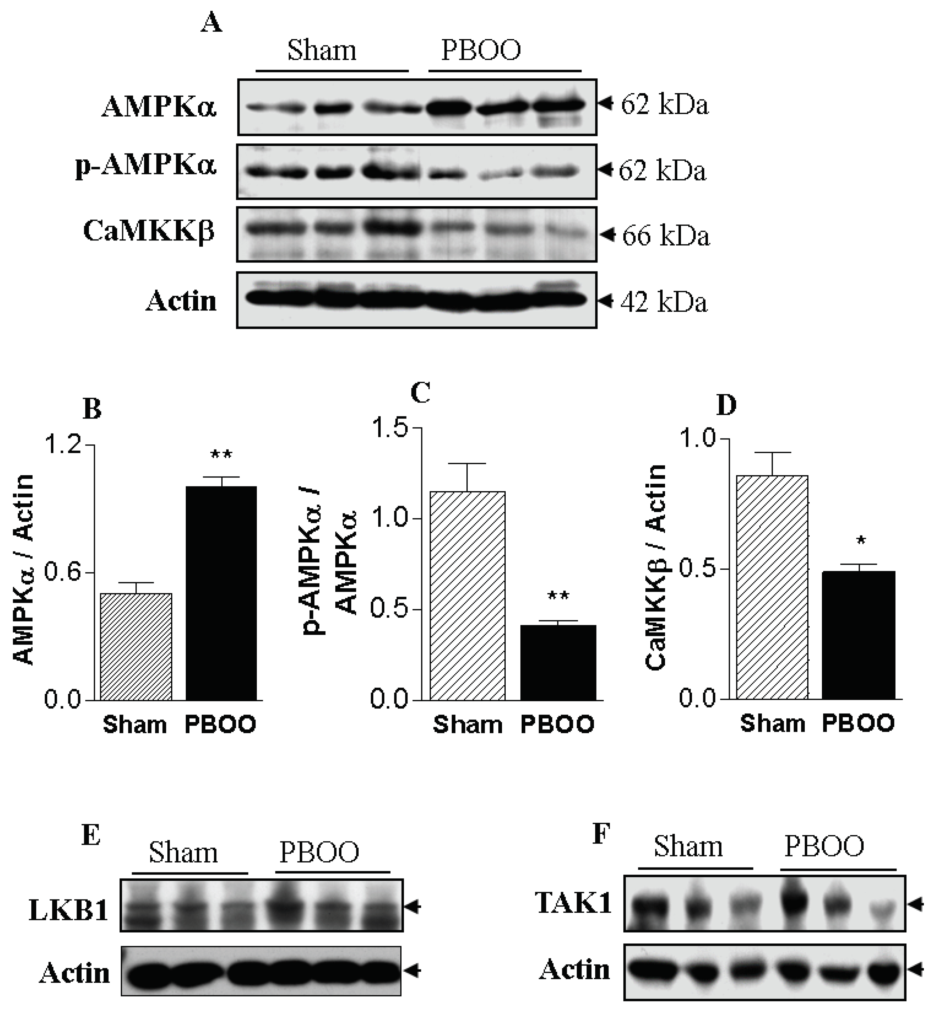 Ijms 20 02650 g002 Ijms 20 02650 g002