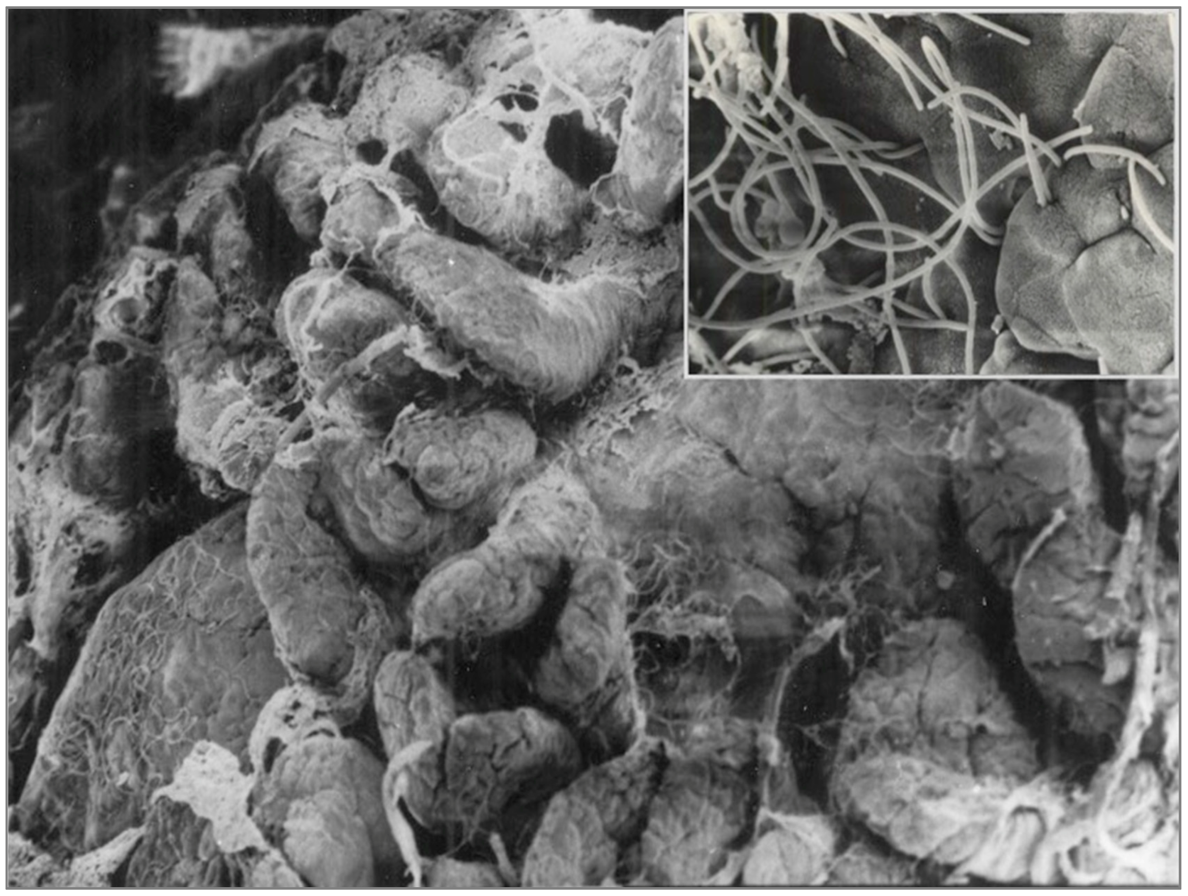 Ijms 20 02699 g003 Ijms 20 02699 g003