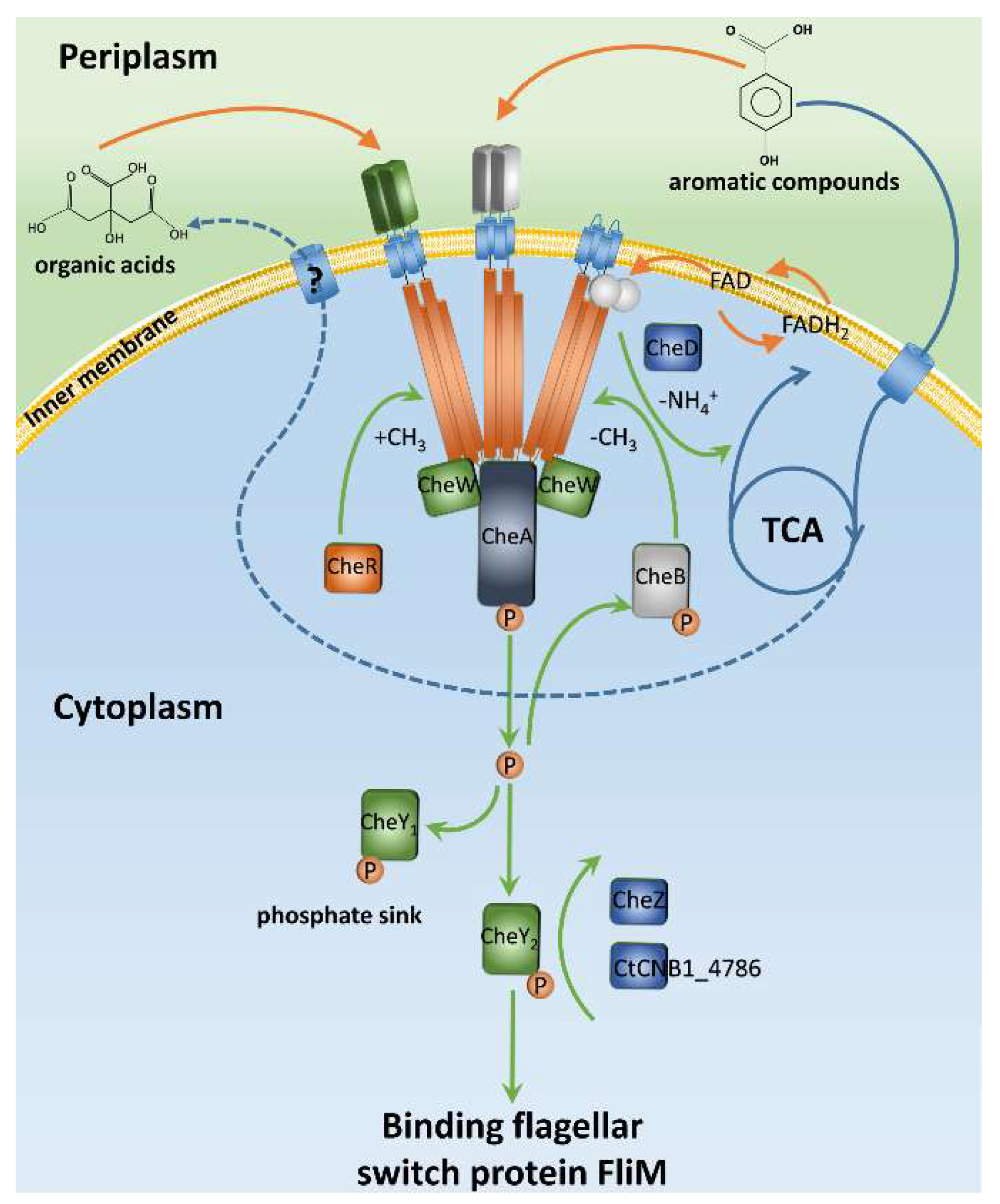 Ijms 20 02701 g003 Ijms 20 02701 g003