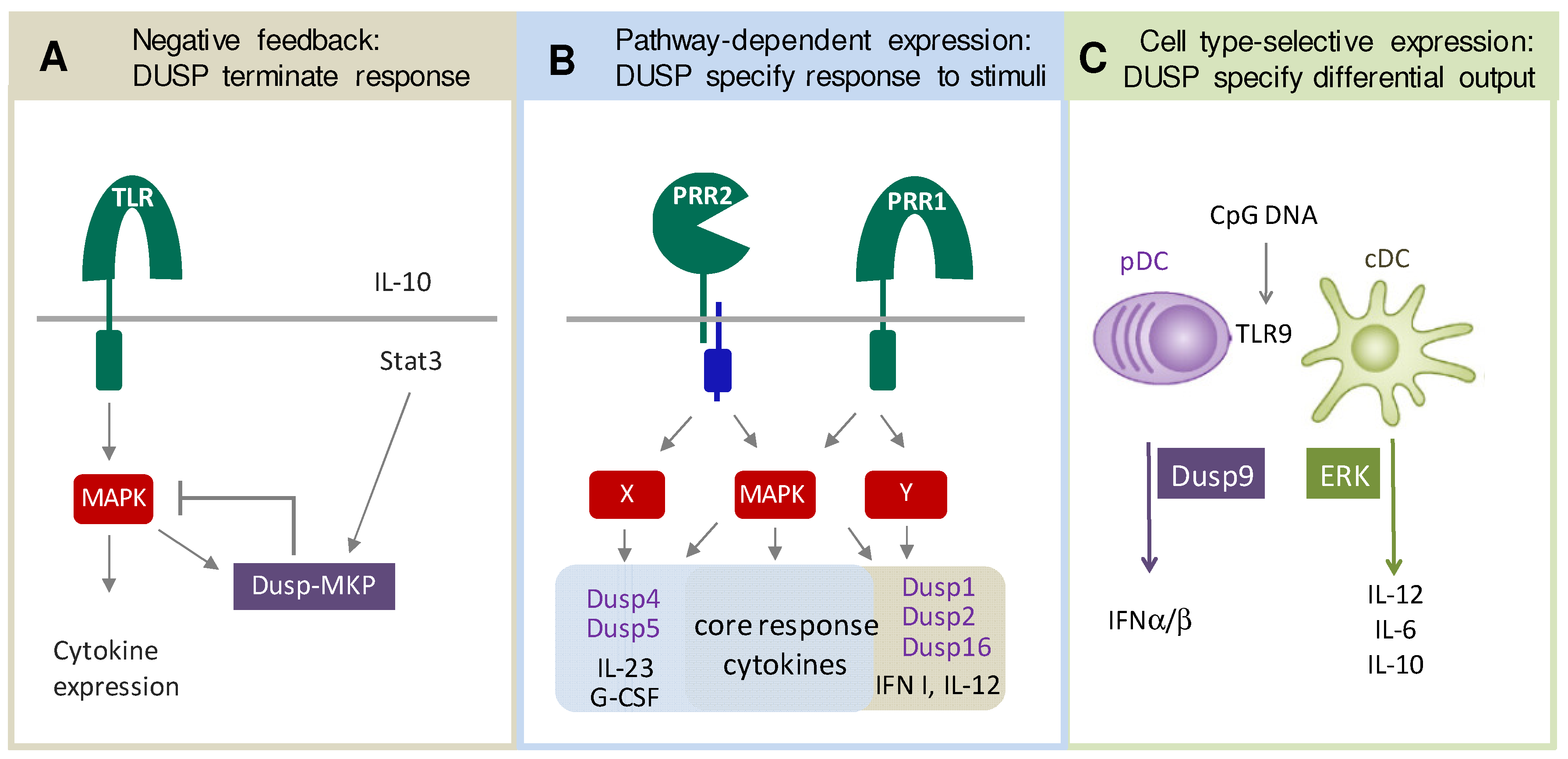 IJMS | Free Full-Text | Dual-Specificity Phosphatases in Immunity 