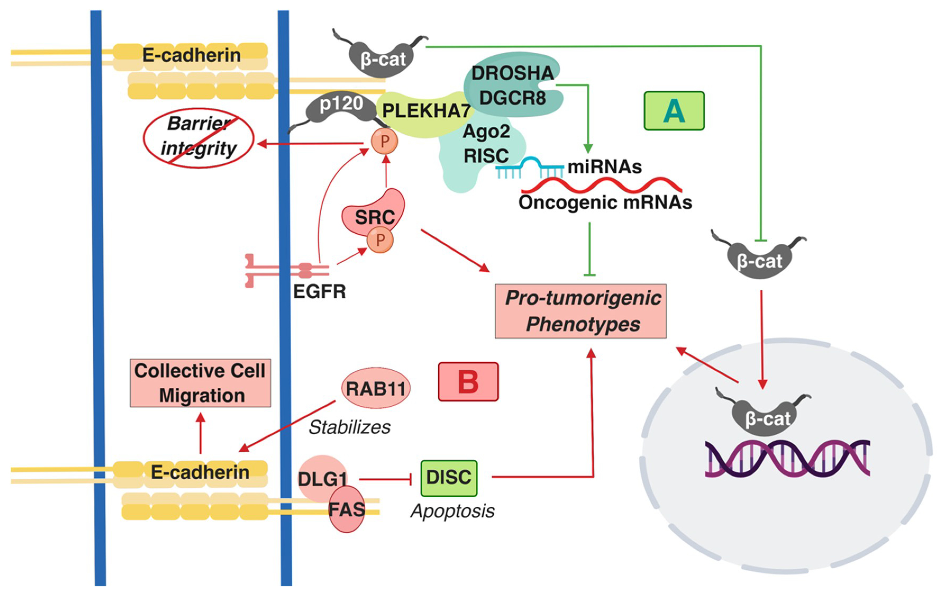 IJMS | Free Full-Text | E-cadherin Beyond Structure: A Signaling Hub in  Colon Homeostasis and Disease | HTML