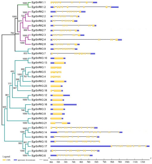 Ijms Free Full Text Comprehensive Analysis Of Snrk Gene Family And Their Responses To Salt Stress In Eucalyptus Grandis Html