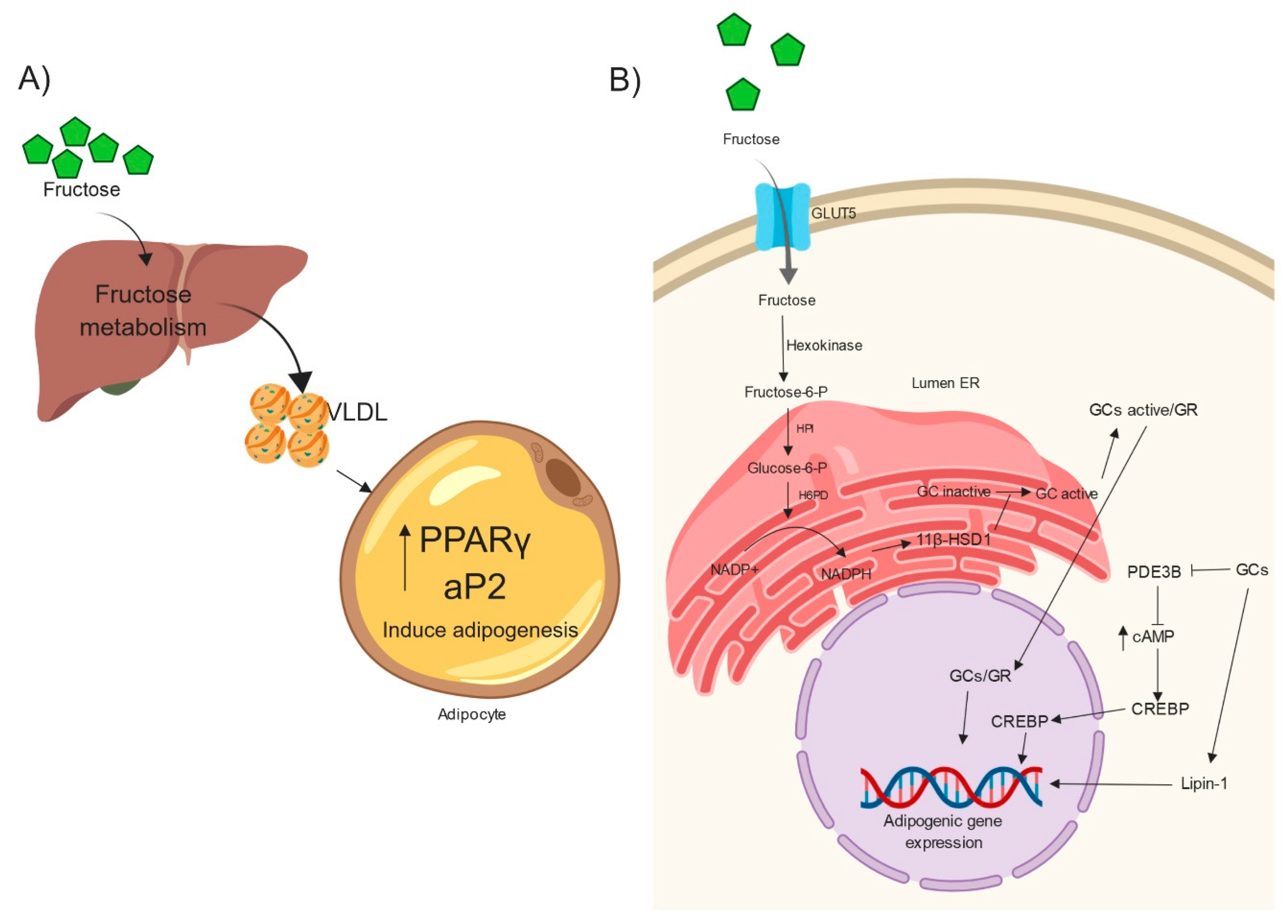 Ijms Free Full Text High Fructose Intake And Adipogenesis Html