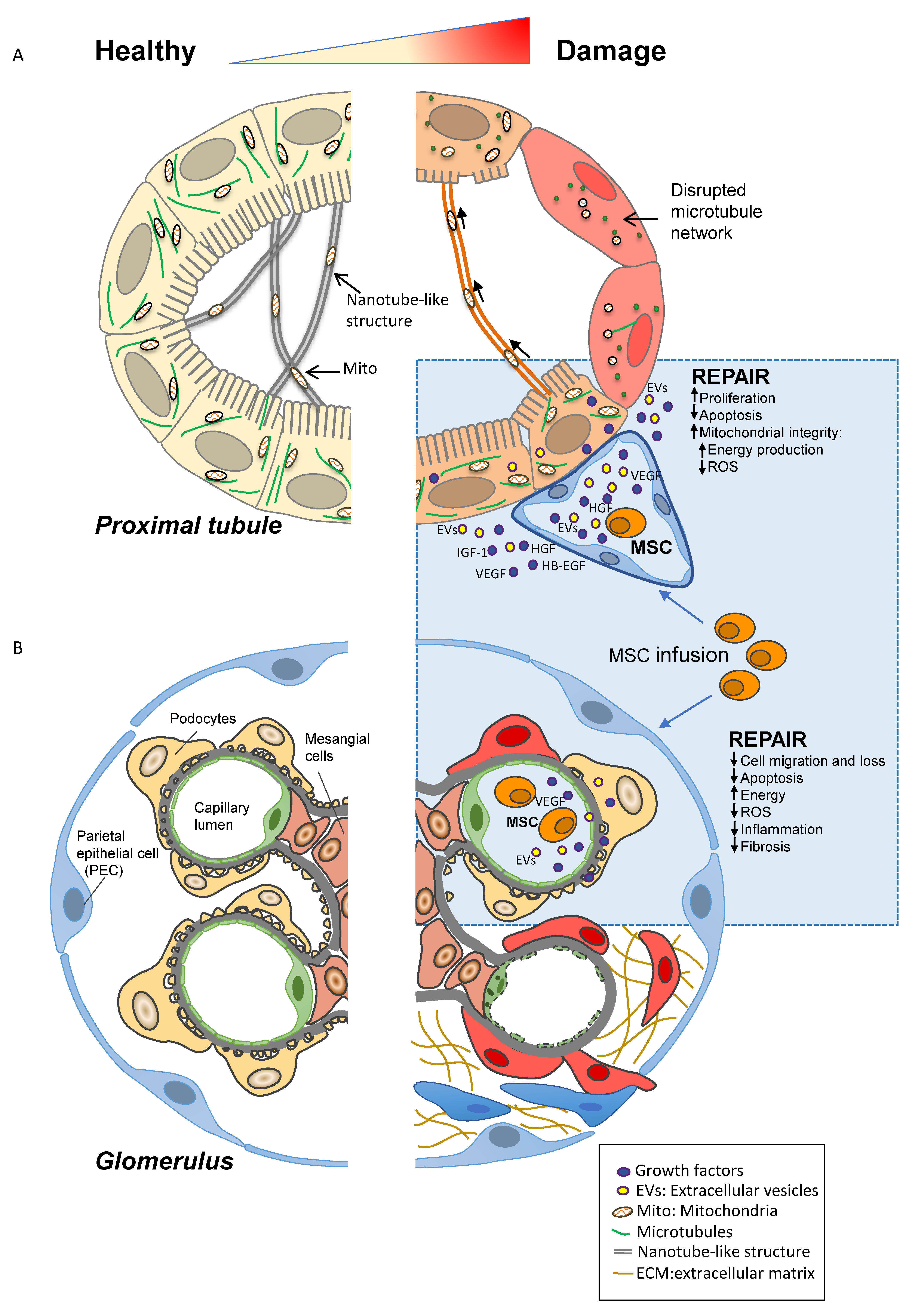 IJMS | Free Full-Text | Stem Cell Therapies in Kidney Diseases: Progress  and Challenges | HTML