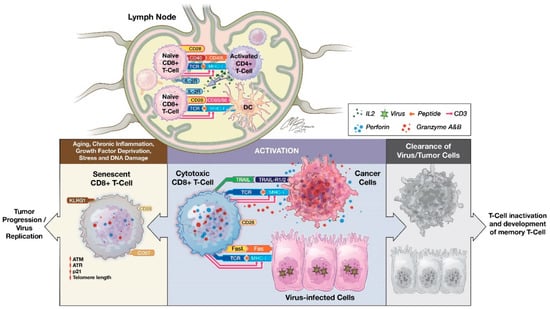 cytotoxic t cells cancer