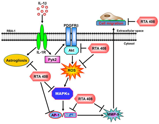 Ijms Free Full Text Rta 408 Inhibits Interleukin 1β Induced Mmp 9